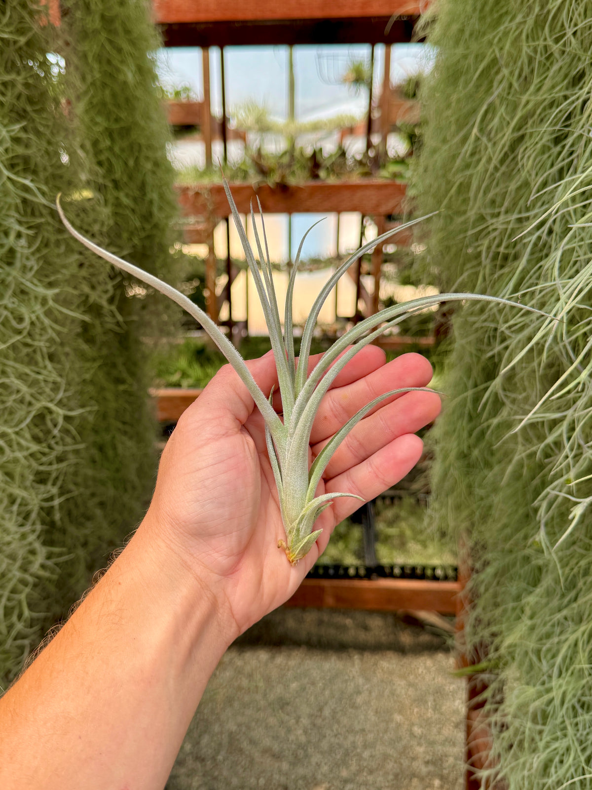 Lorentziana Giant Form  Air Plant Hub