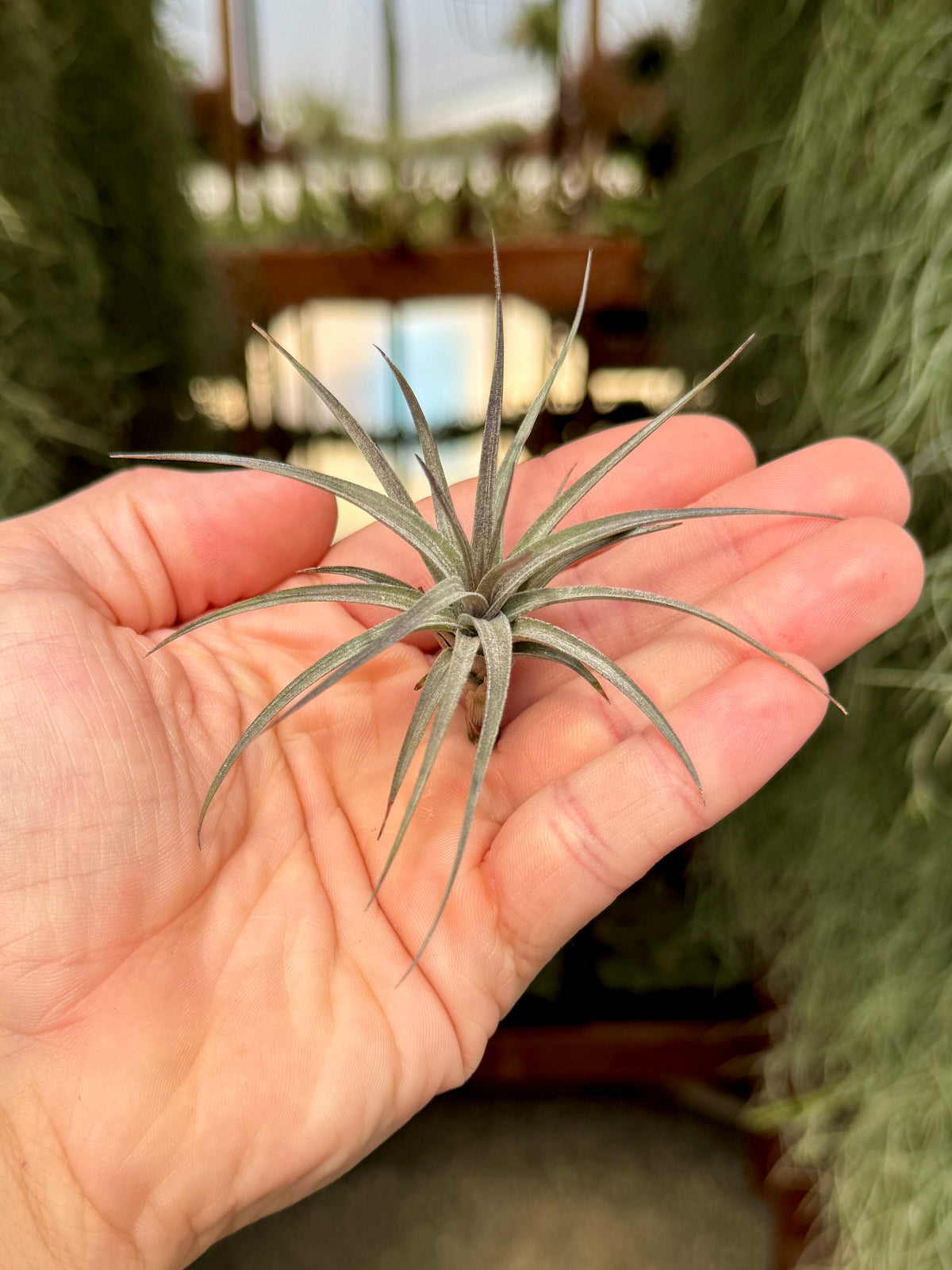 mini air plants bulk Aeranthos Mini Purple Form Rare Air Plant – Air Plant Hub