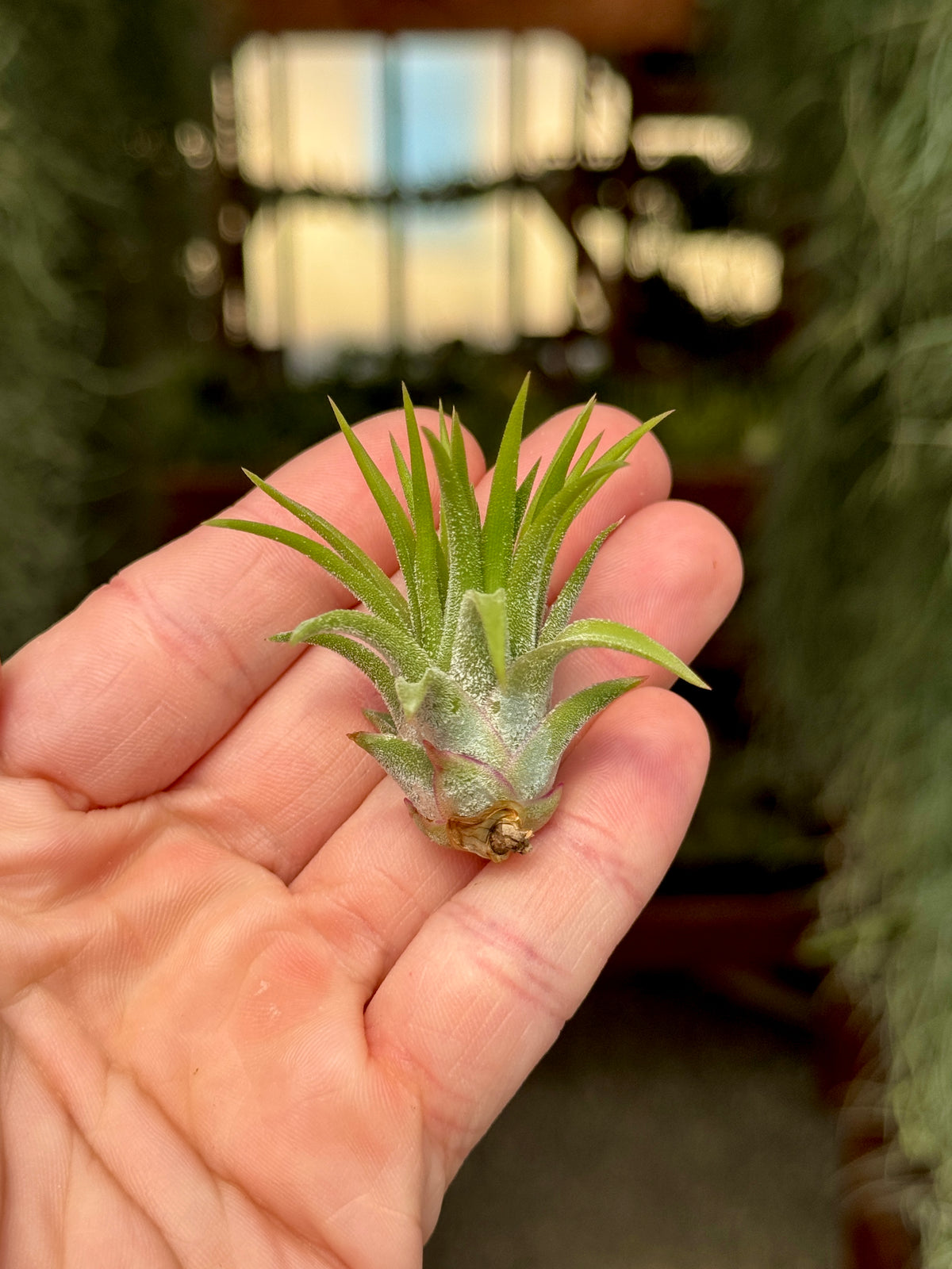 Ionantha Peach <br> *Currently Green*