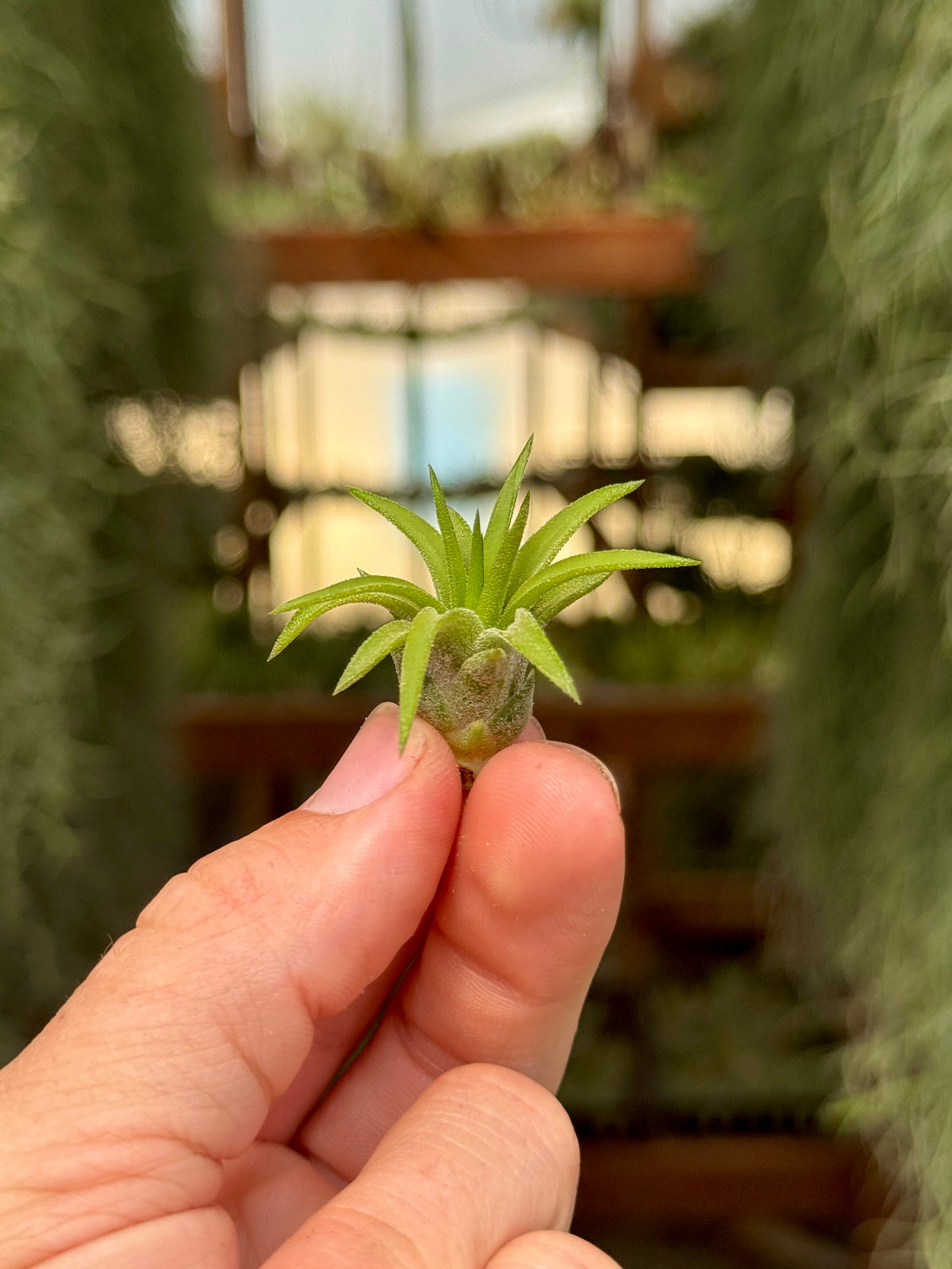 Ionantha Peach <br> *Currently Green*