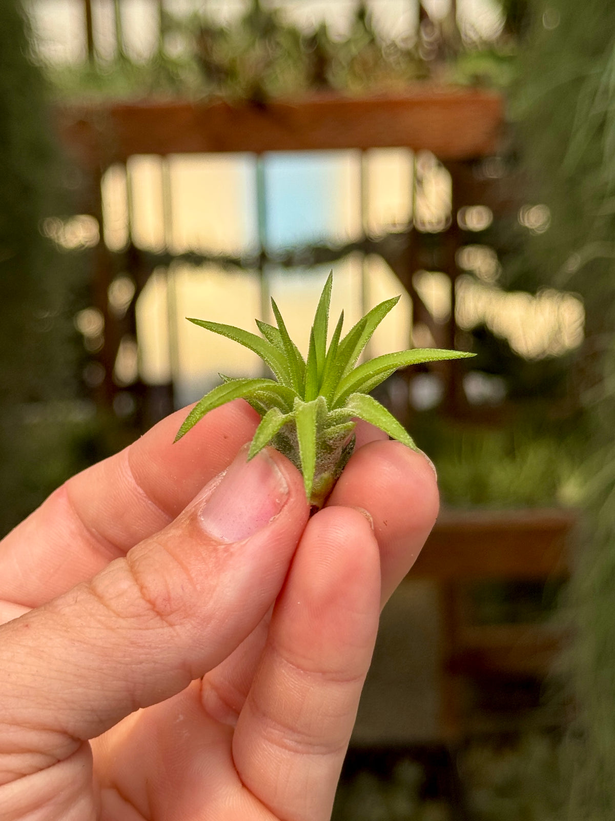 Ionantha Peach <br> *Currently Green*