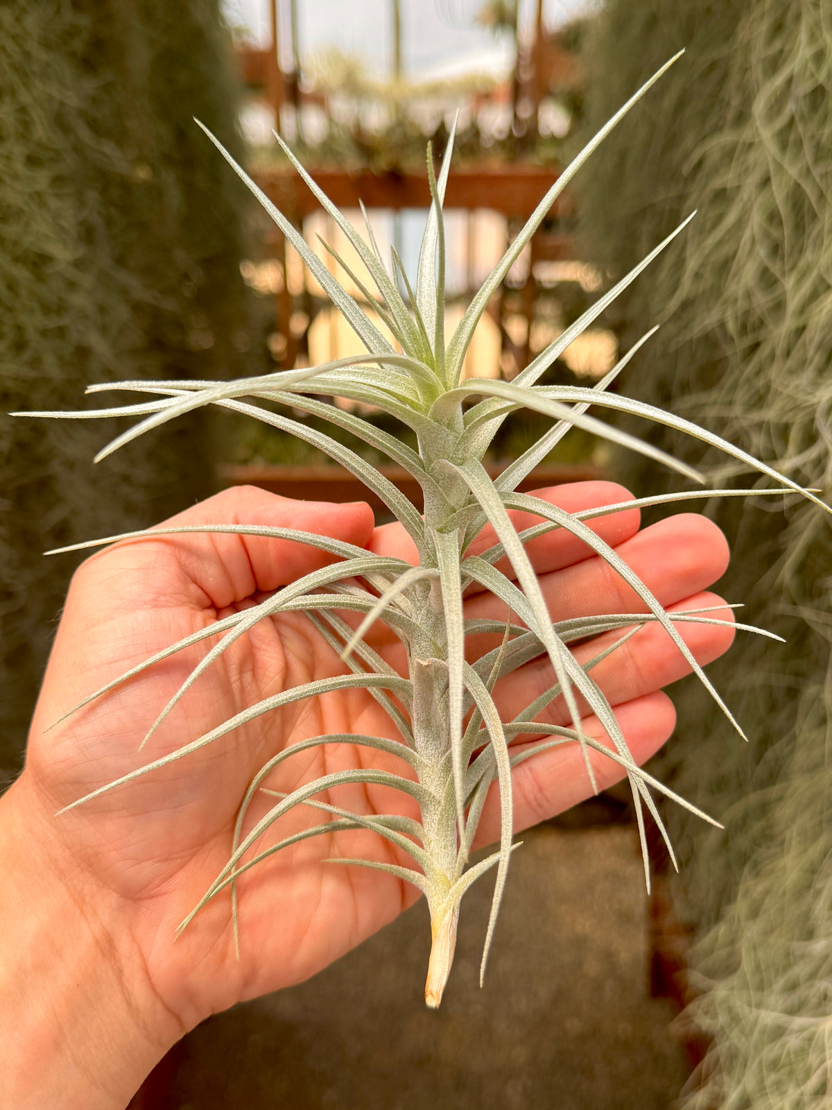 Sweet Isabel <br> (tectorum x paleacea) <br> *SALE!*
