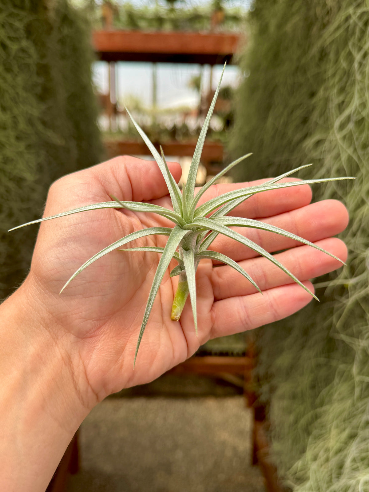 Sweet Isabel <br> (tectorum x paleacea) <br> *SALE!*