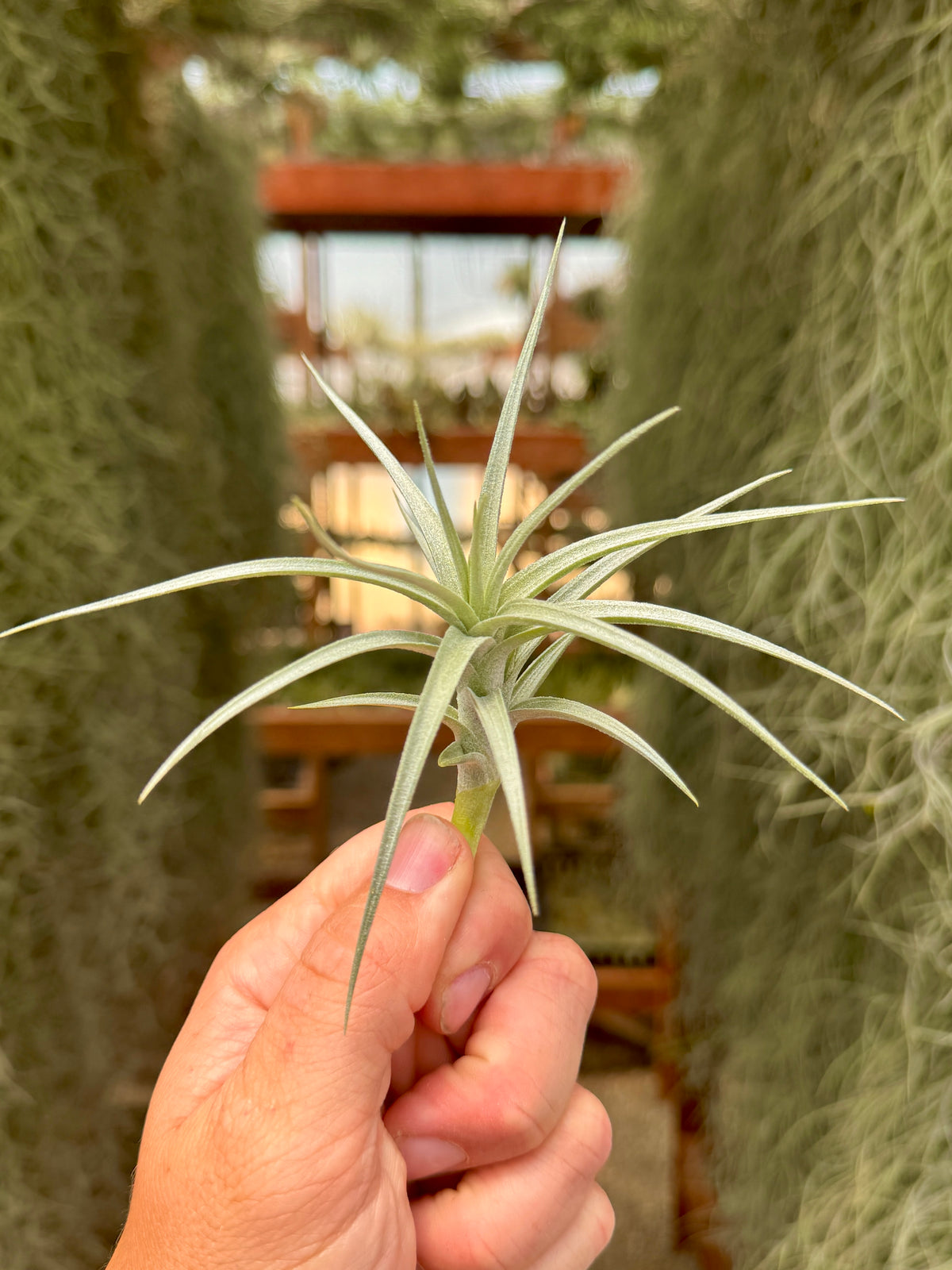 Sweet Isabel <br> (tectorum x paleacea) <br> *SALE!*