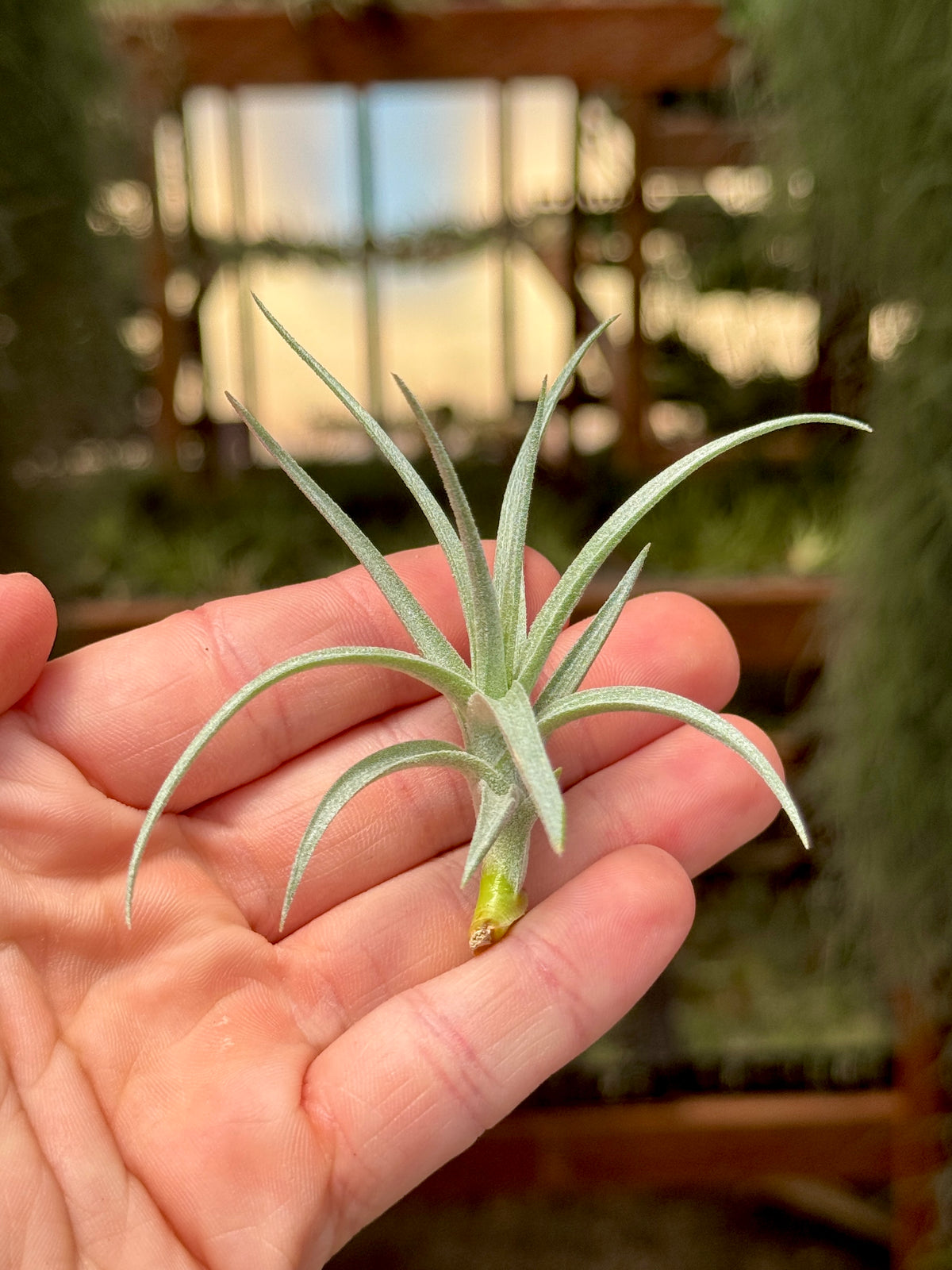 Sweet Isabel <br> (tectorum x paleacea) <br> *SALE!*