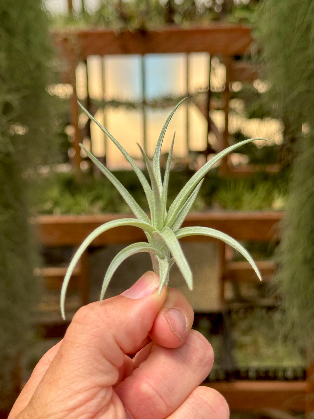 Sweet Isabel <br> (tectorum x paleacea) <br> *SALE!*