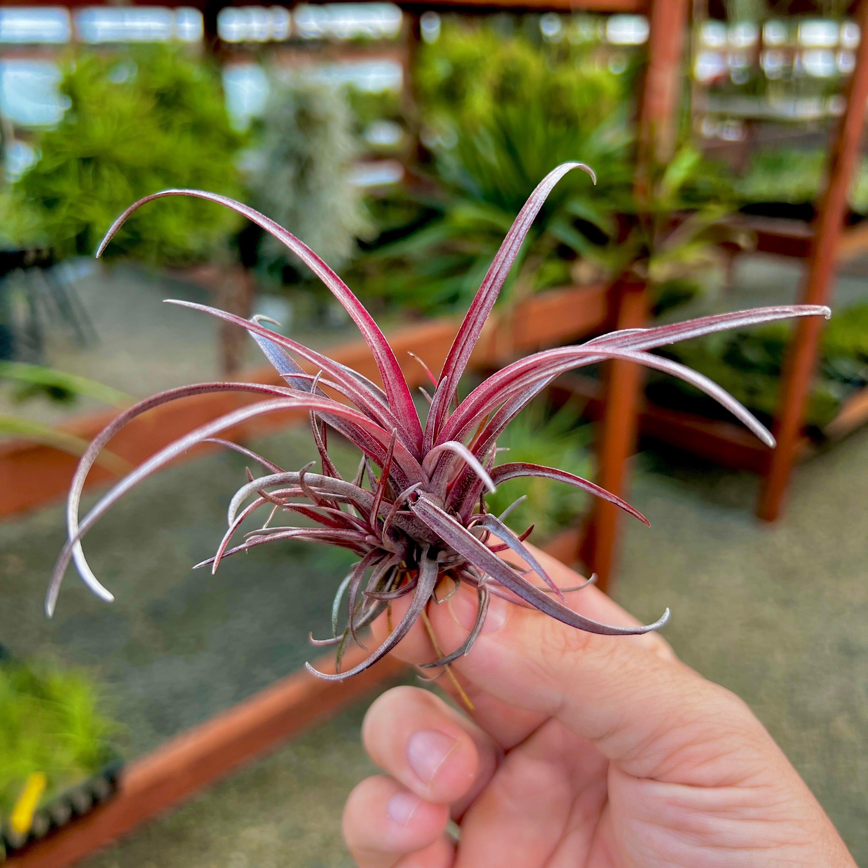 Capitata v Domingensis (Purple!) <br> Small Capitata Variety
