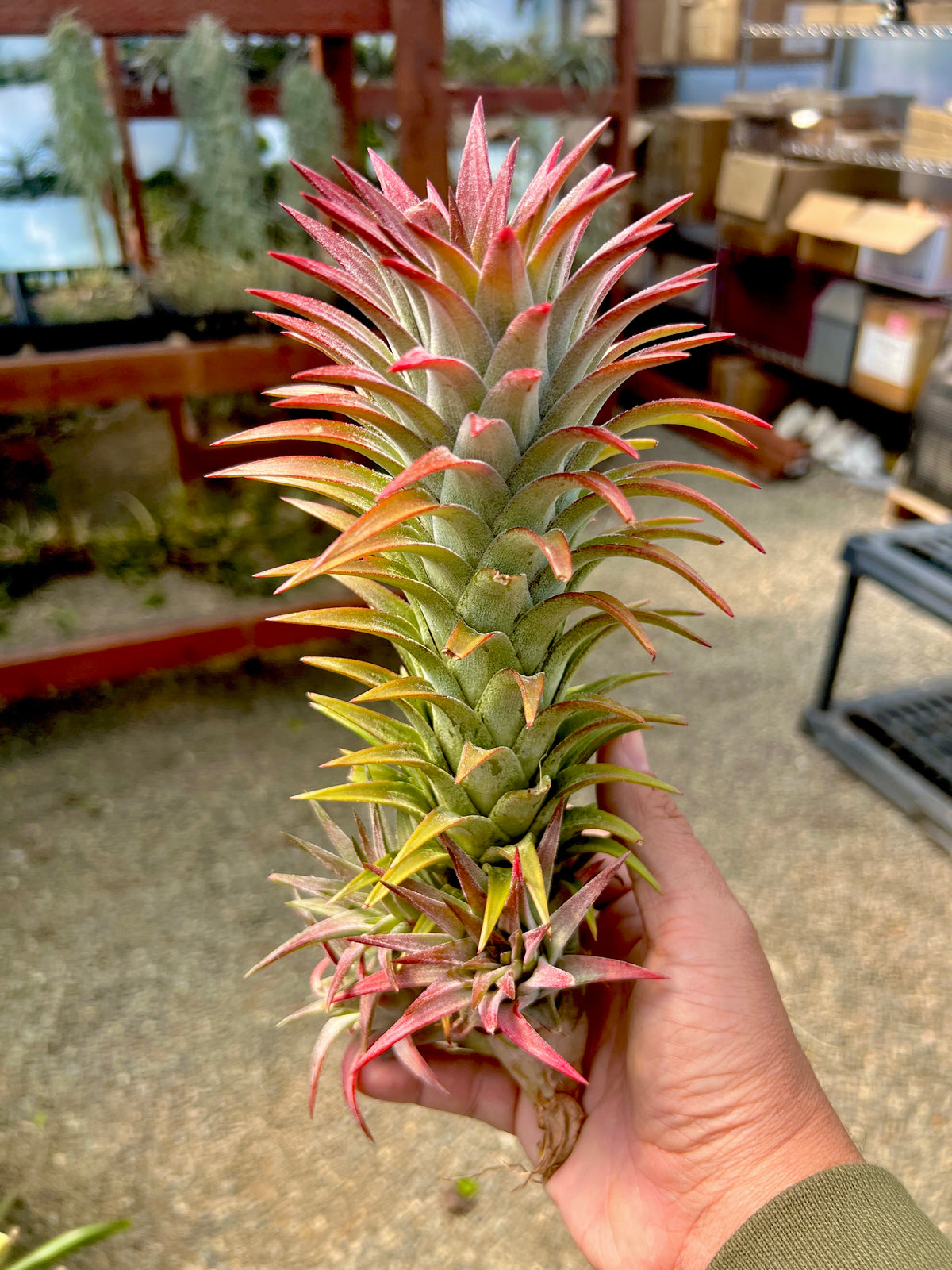 Ionantha Vanhyningii 