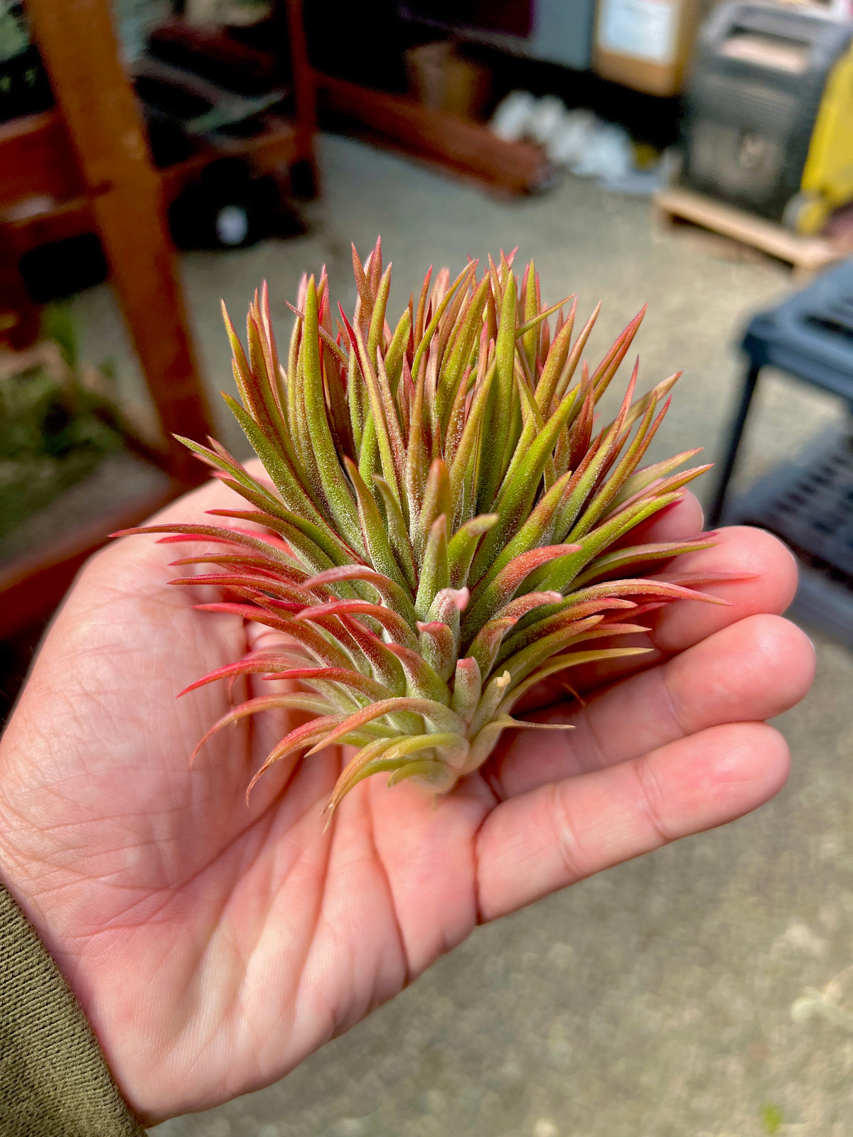 Rare / Premium Ionantha Selections Pt. 2 <br> (Exact Plant Pictured) <br>*NEW Plants Added 9/17/26*