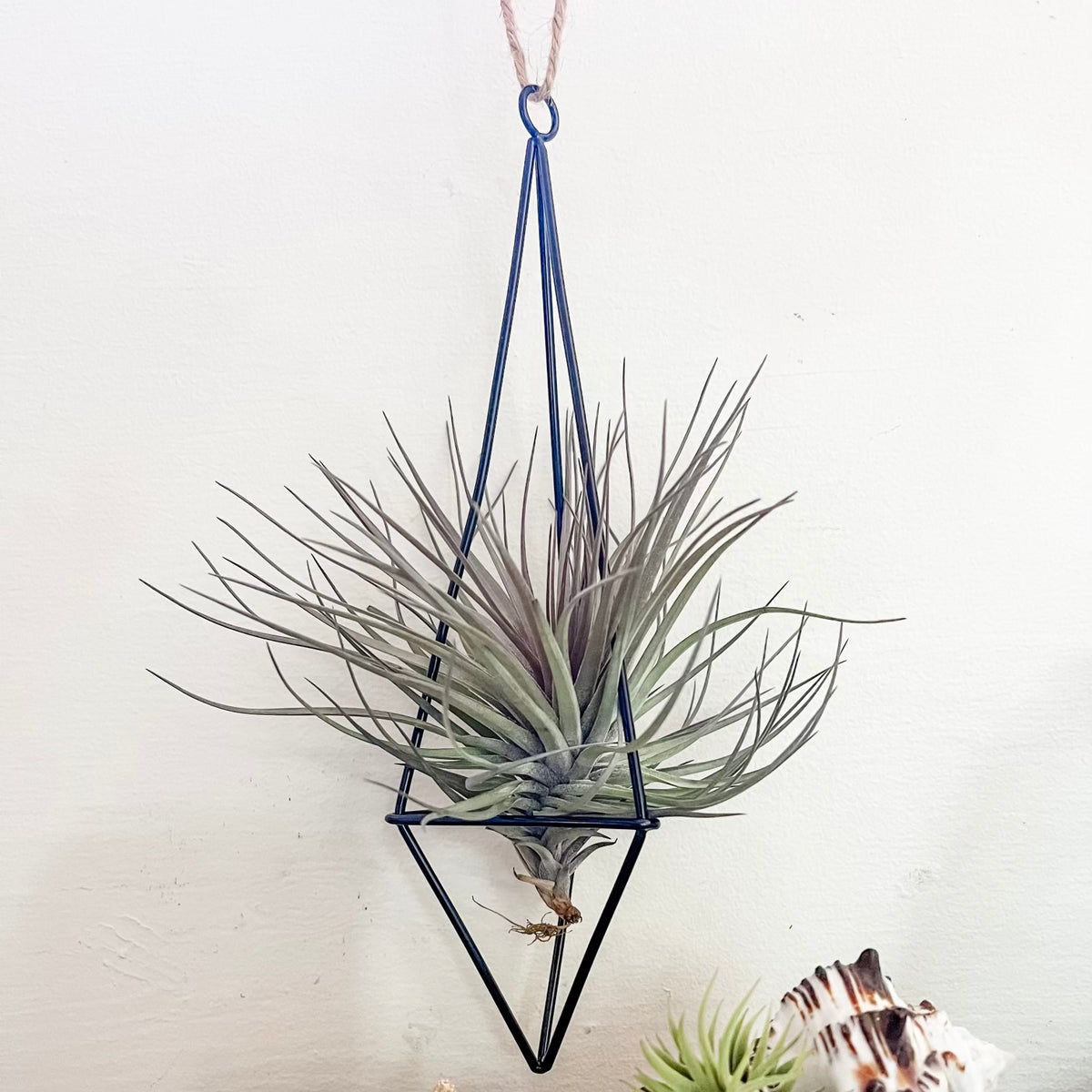 air plant basket Hanging Twine Black Geometric Holders – Air Plant Hub
