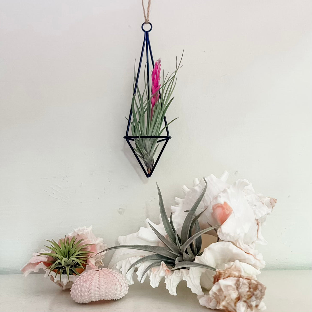 air plant holder hanging Hanging Twine Black Geometric Holders – Air Plant Hub