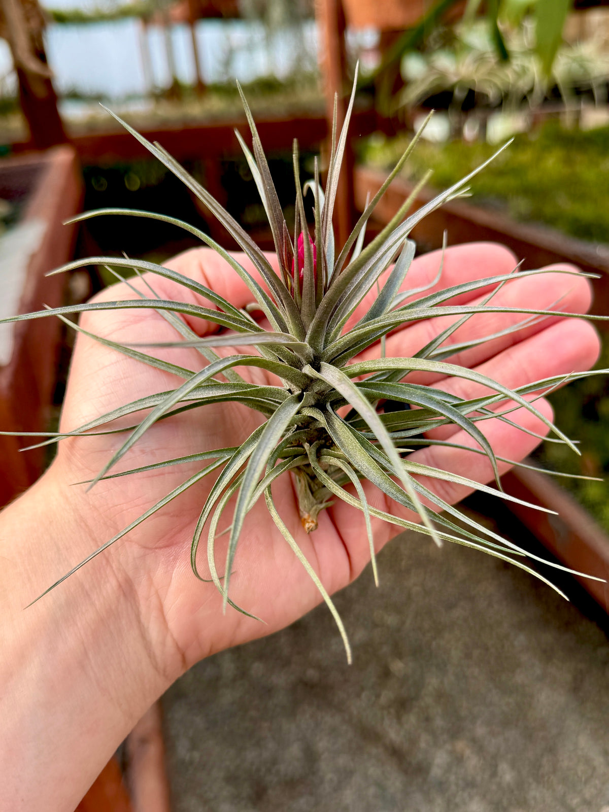 Stricta x Aeranthos Purple Form