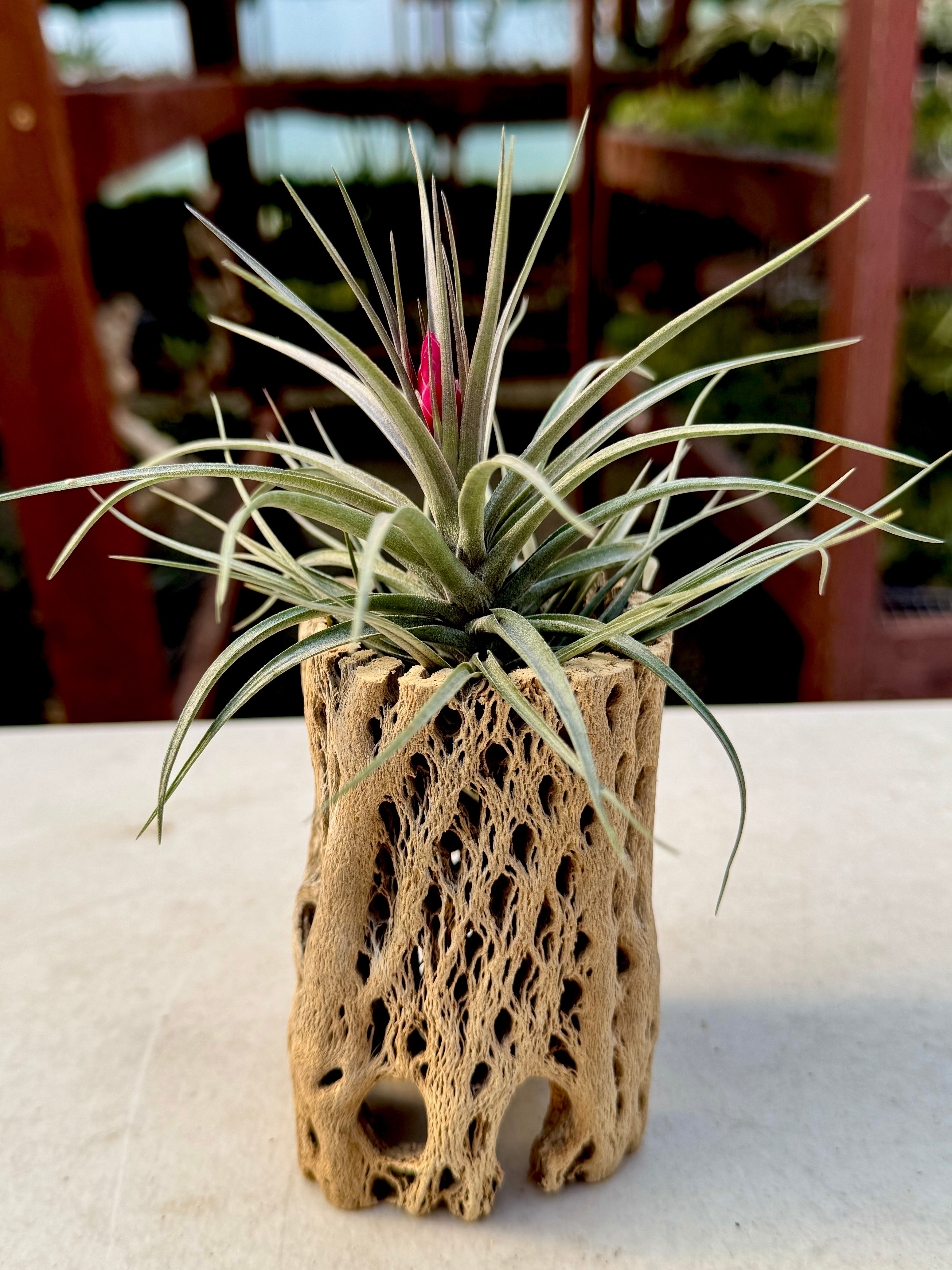 Aeranthos Mini Purple Form Rare Air Plant – Air Plant Hub