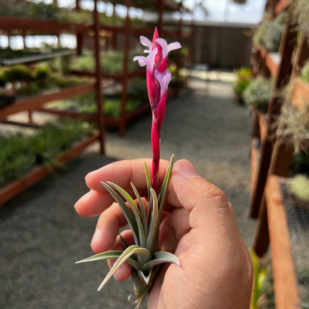 Bermejoensis (BEAUTIFUL Flower When In Bloom) – Air Plant Hub