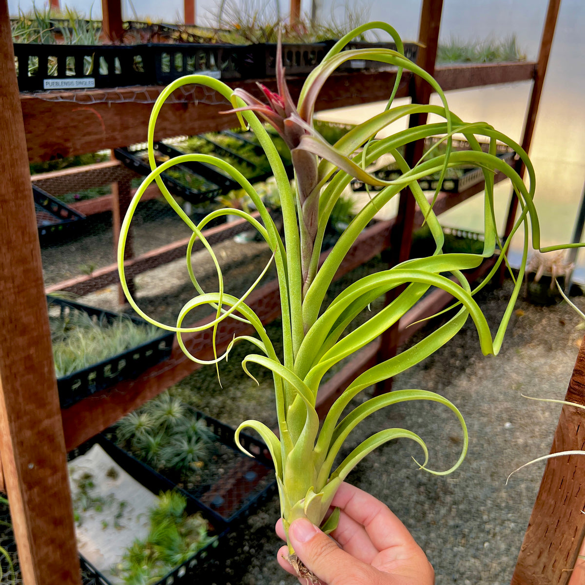 Twisted Tim (Intermedia x Capitata) – Air Plant Hub