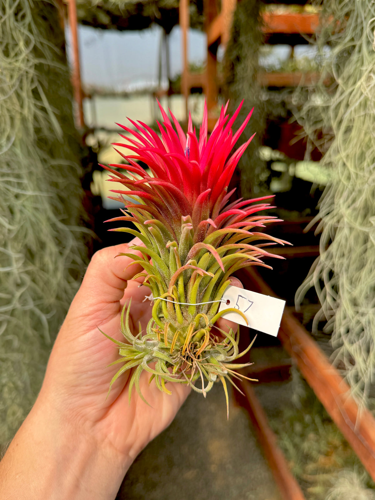 Rare / Premium Ionantha Selections Pt. 2 <br> (Exact Plant Pictured) <br>*NEW Plants Added 9/17/26*