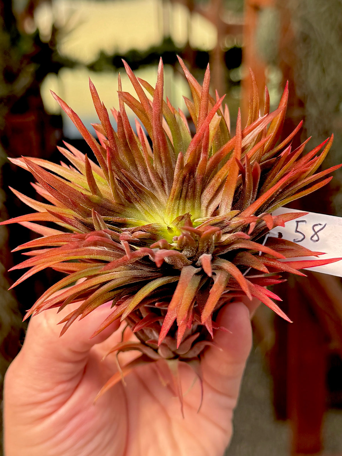 Rare / Premium Ionantha Selections Pt. 2 <br> (Exact Plant Pictured) <br>*NEW Plants Added 9/17/26*