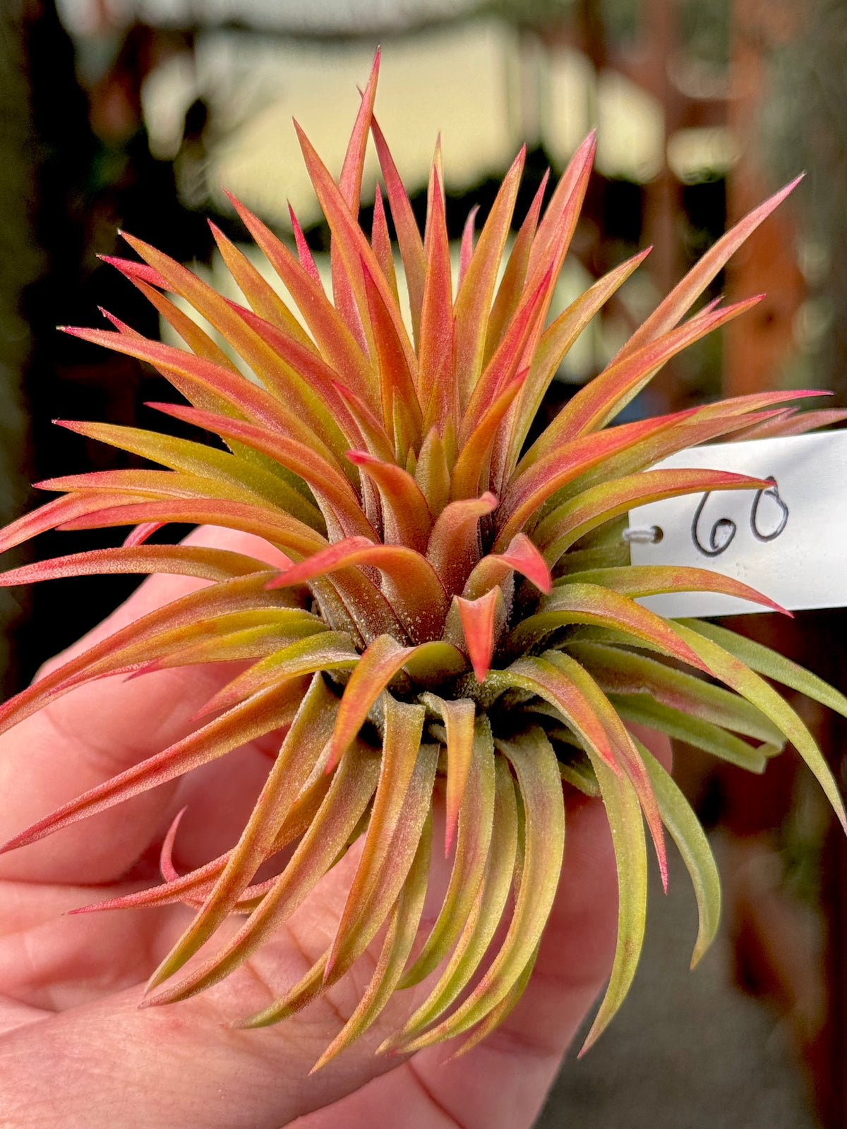Rare / Premium Ionantha Selections Pt. 2 <br> (Exact Plant Pictured) <br>*NEW Plants Added 9/17/26*