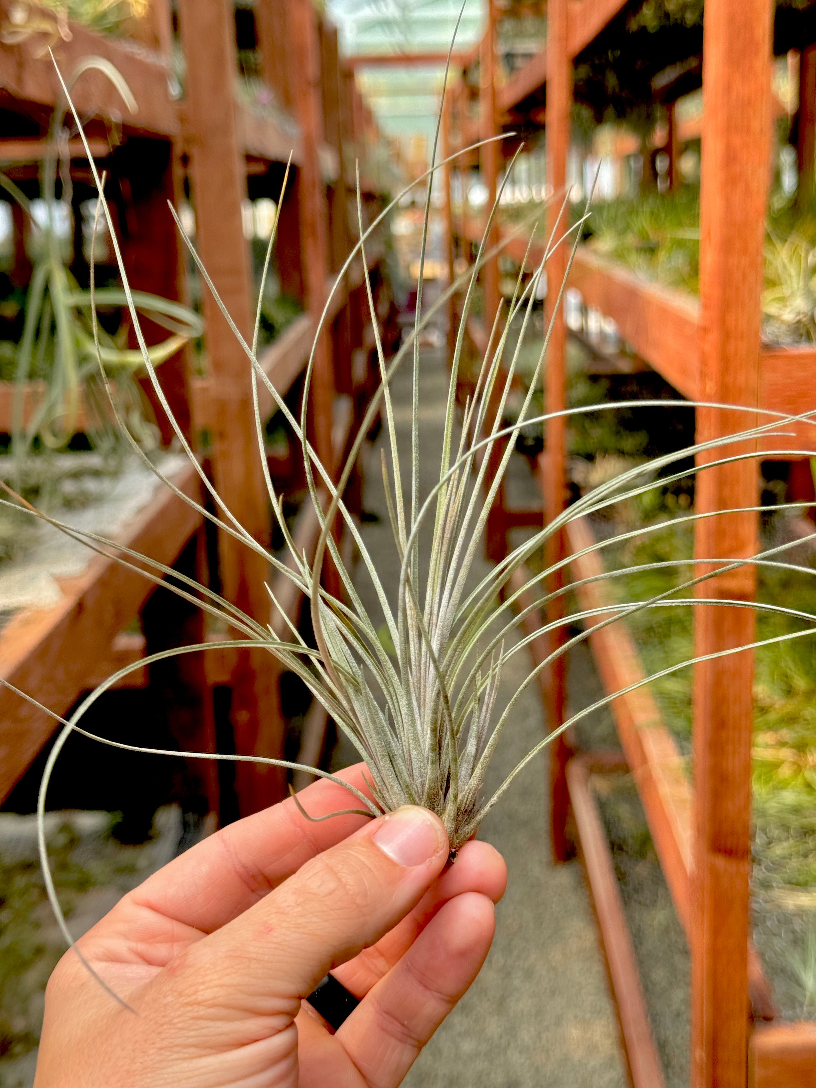 X Floridiana (fasciculata x bartramii) – Air Plant Hub