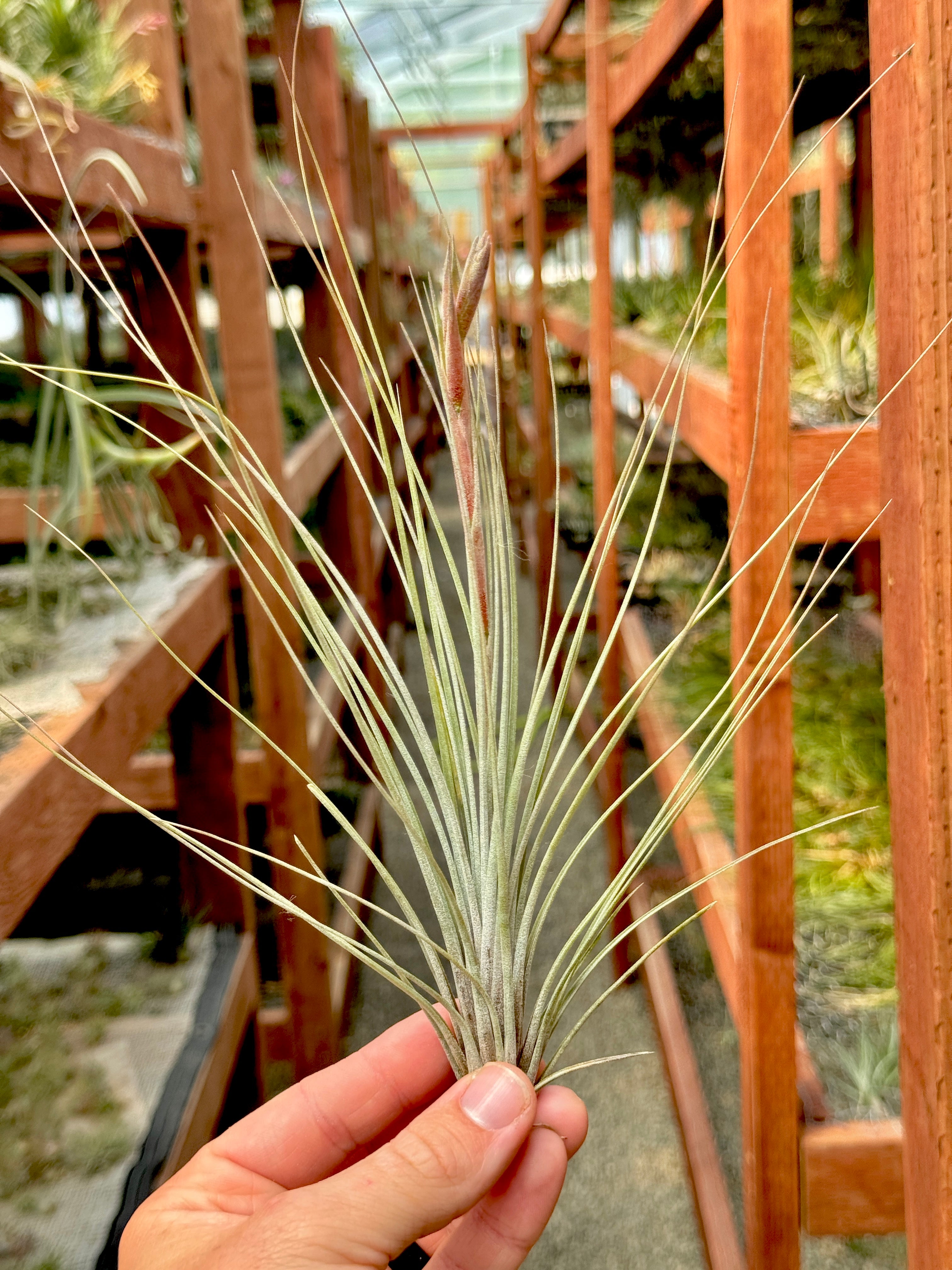 X Floridiana (fasciculata x bartramii) – Air Plant Hub