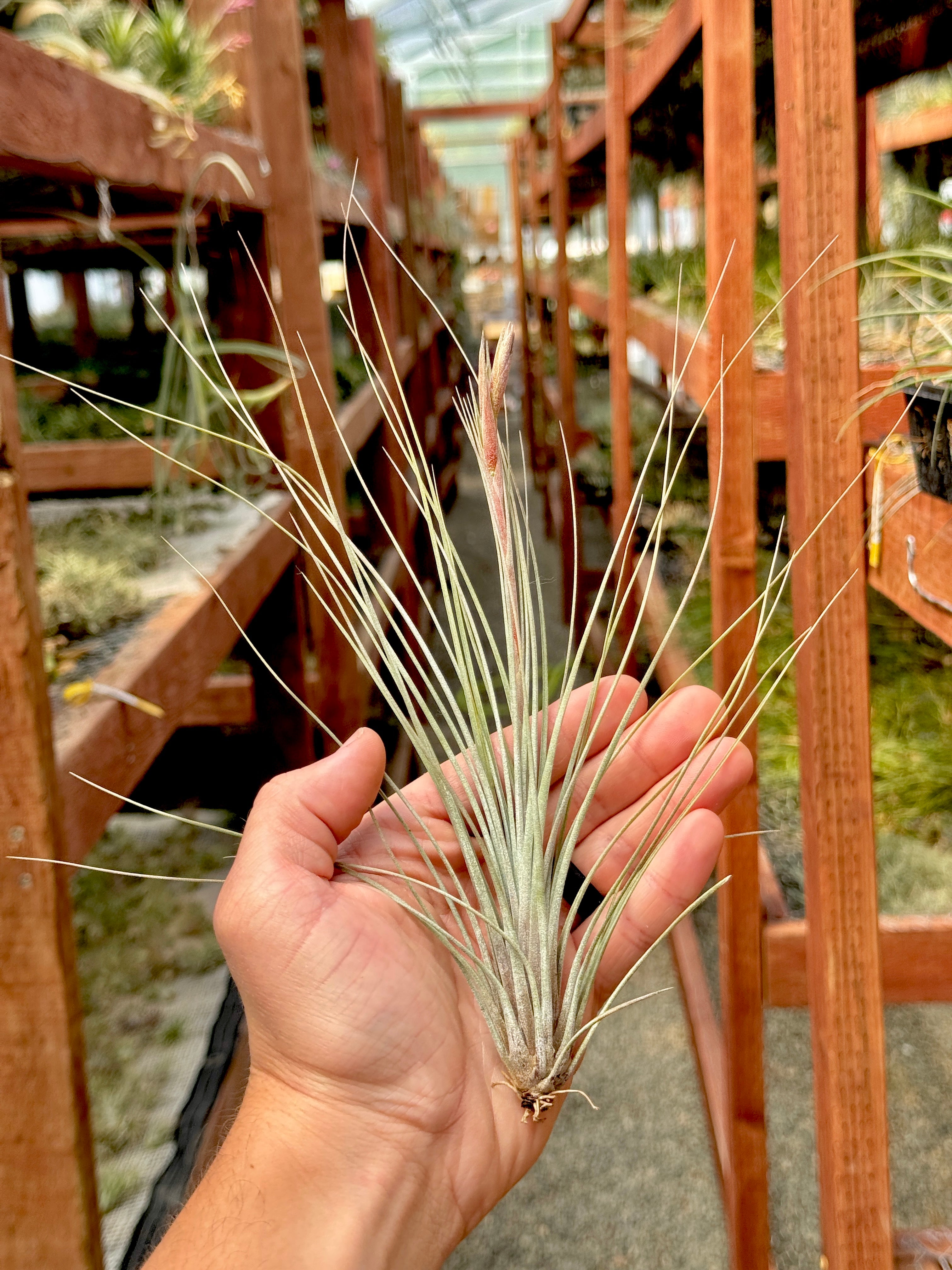 X Floridiana (fasciculata x bartramii) – Air Plant Hub