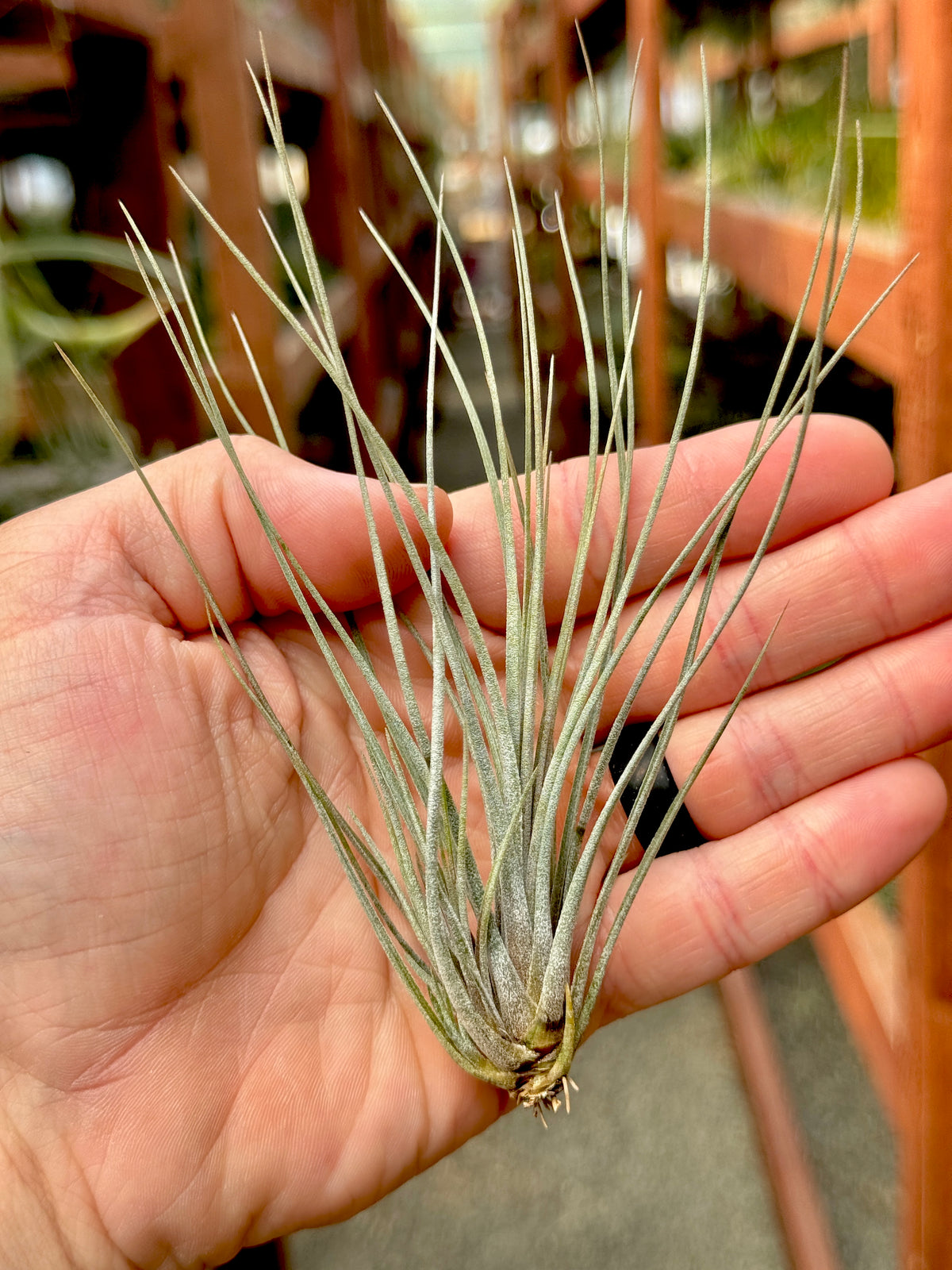 X Floridiana (fasciculata x bartramii)