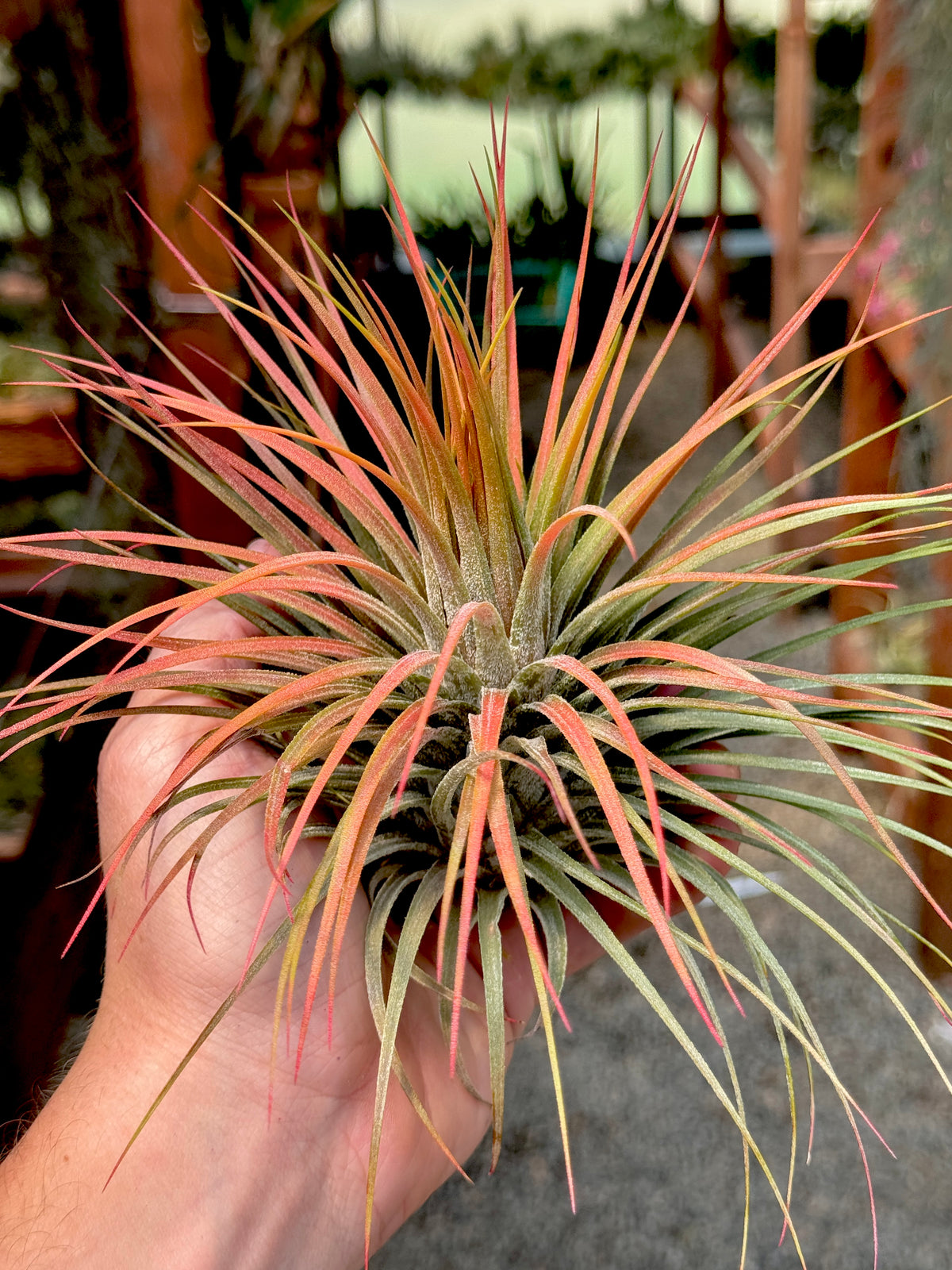 Rare / Premium Ionantha Selections Pt. 2 <br> (Exact Plant Pictured) <br>*NEW Plants Added 9/17/26*