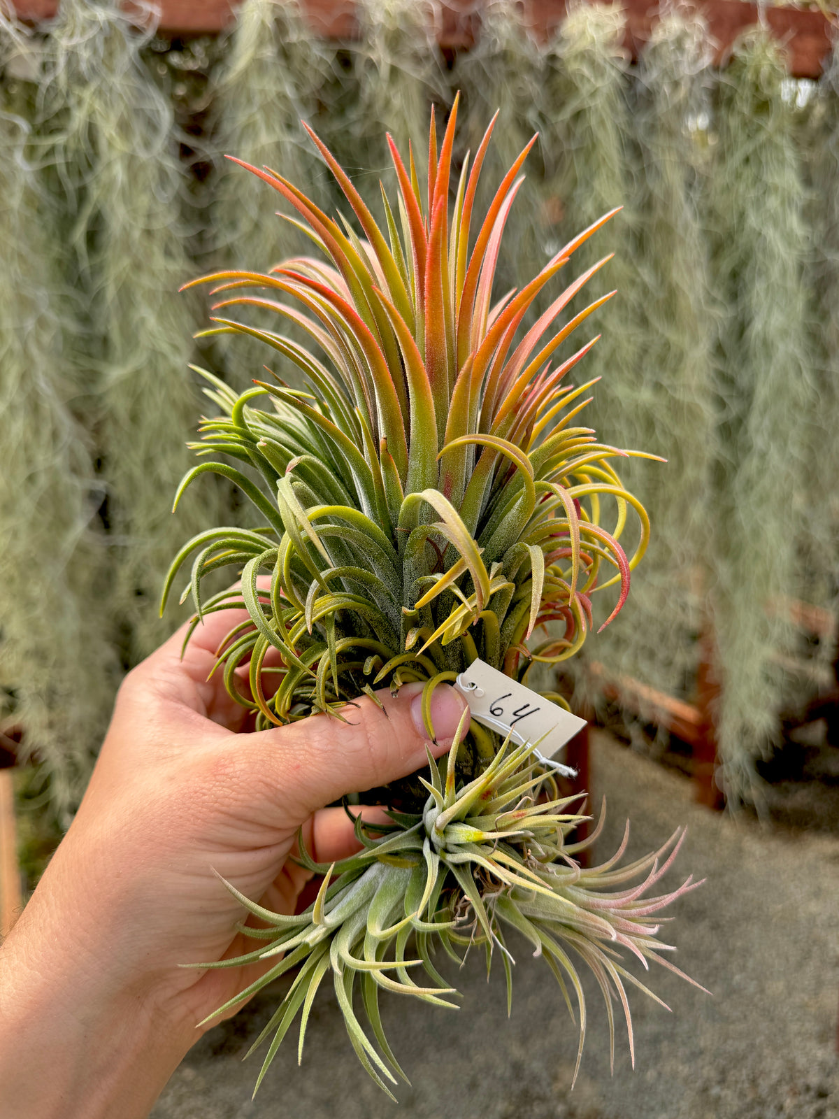Rare / Premium Ionantha Selections Pt. 2 <br> (Exact Plant Pictured) <br>*NEW Plants Added 9/17/26*