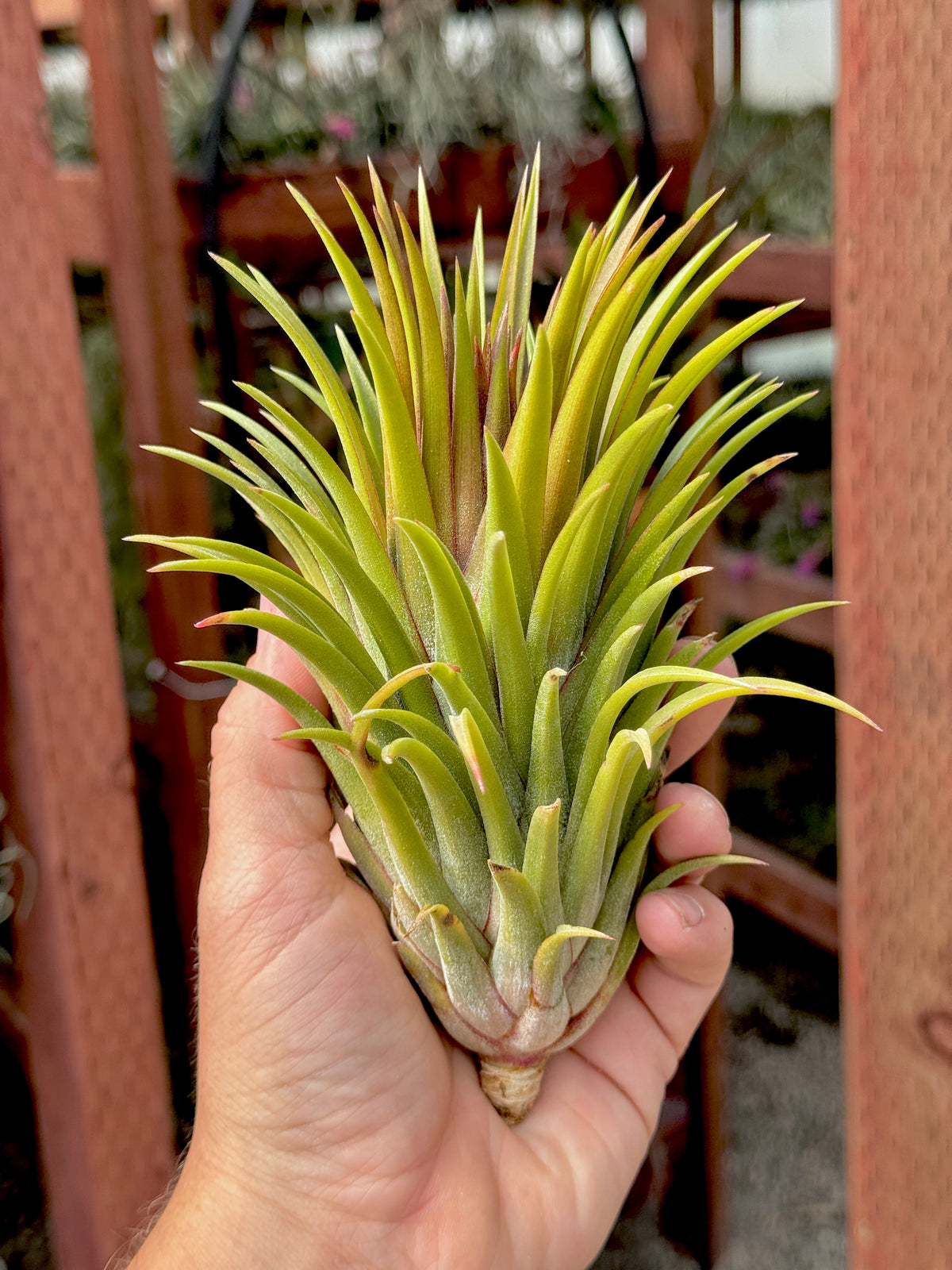 Rare / Premium Ionantha Selections Pt. 2 <br> (Exact Plant Pictured) <br>*NEW Plants Added 9/17/26*