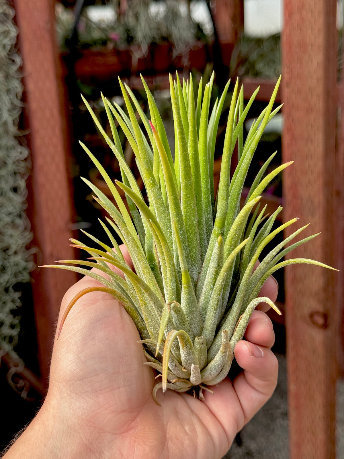 Rare / Premium Ionantha Selections Pt. 2 <br> (Exact Plant Pictured) <br>*NEW Plants Added 9/17/26*