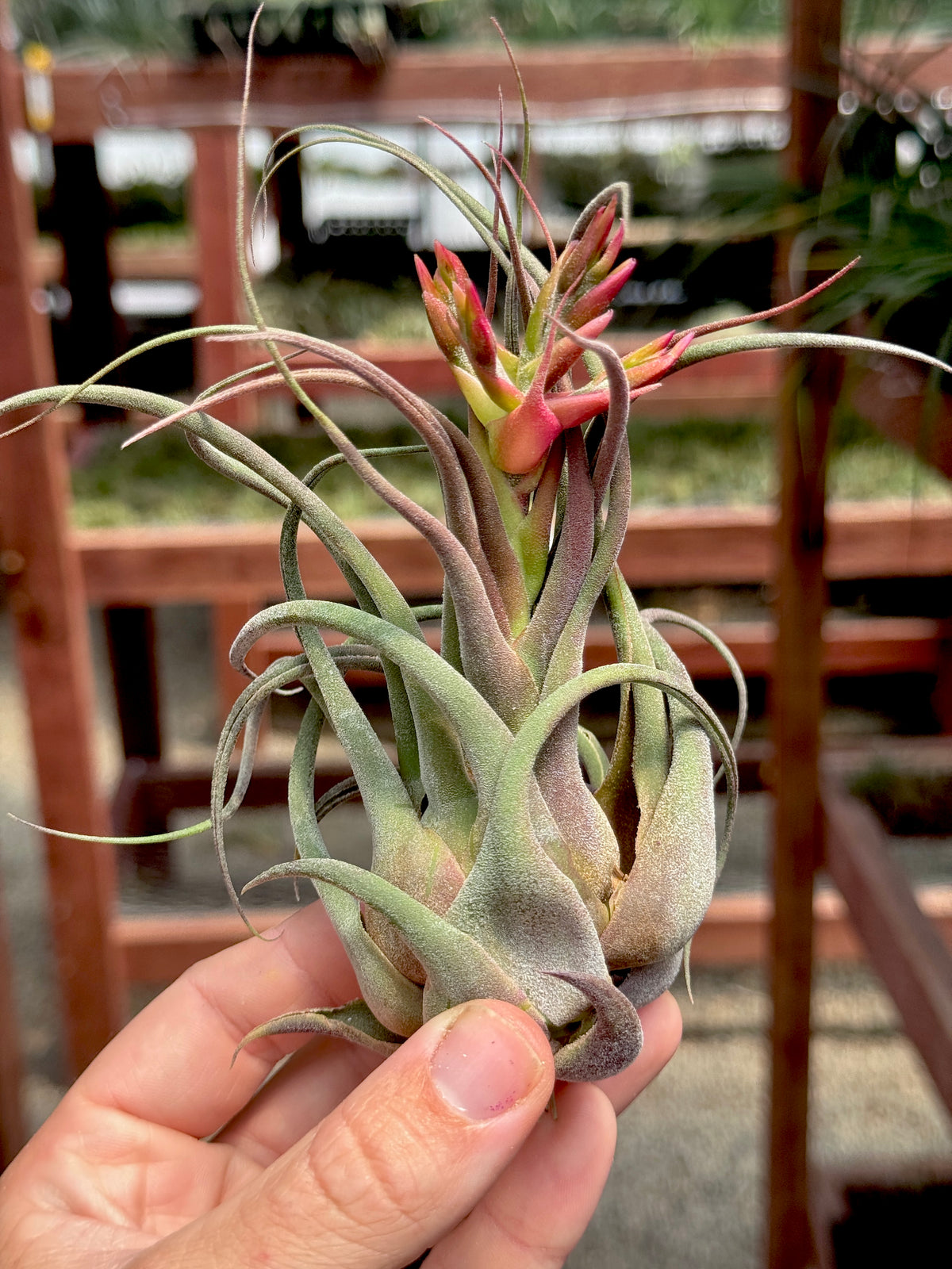 セレリアナ×デリカータ *濃厚!* – Air Plant Hub