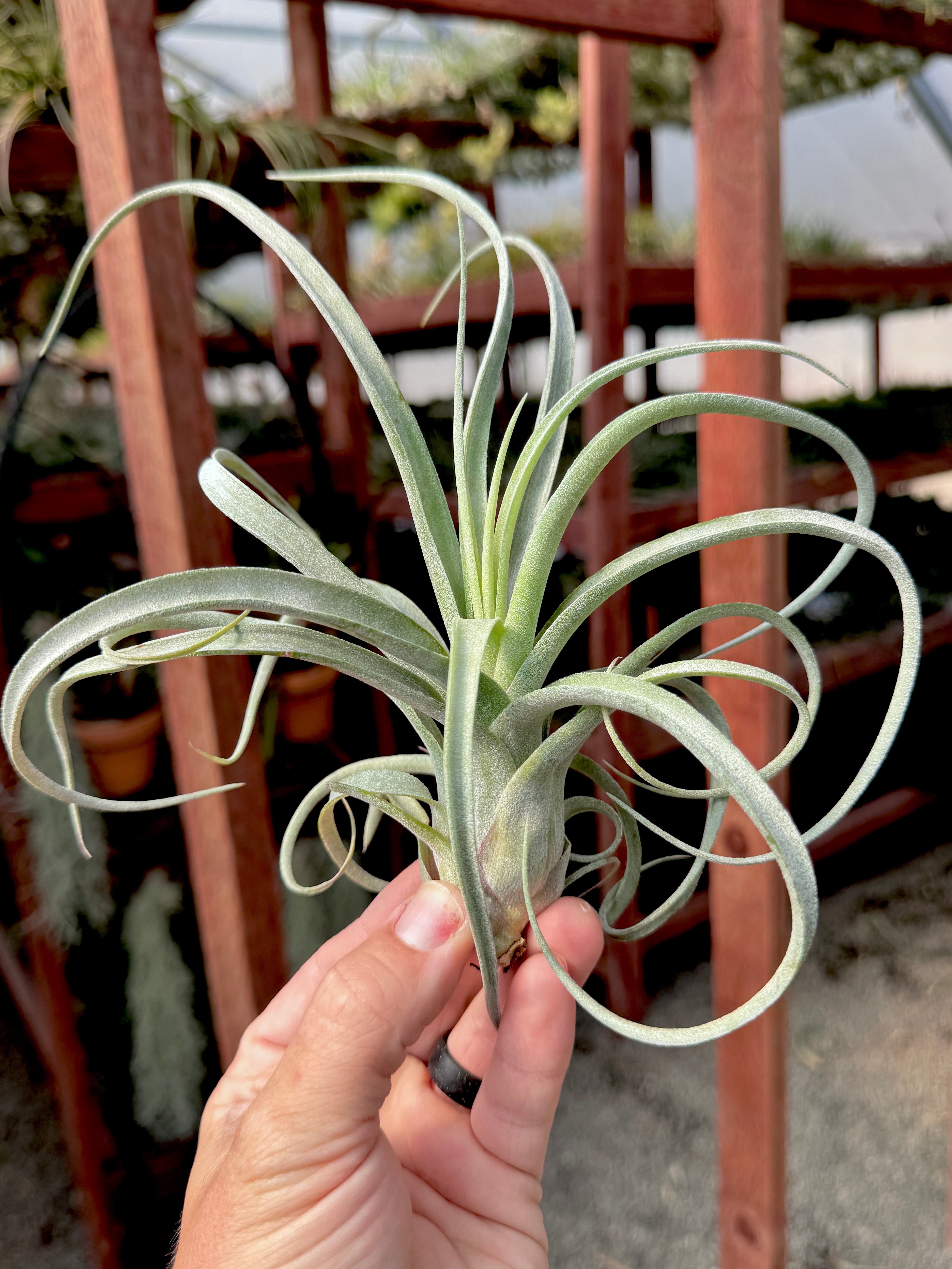 Sidewinder (baileyi x streptophylla) – Air Plant Hub