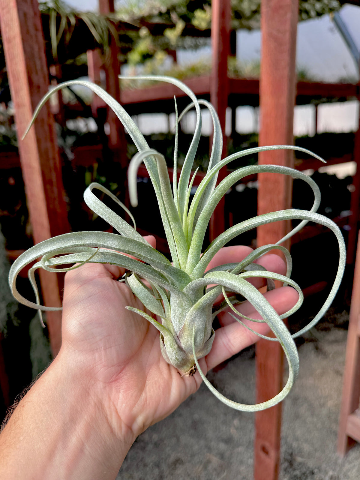 Sidewinder <br> (baileyi x streptophylla)