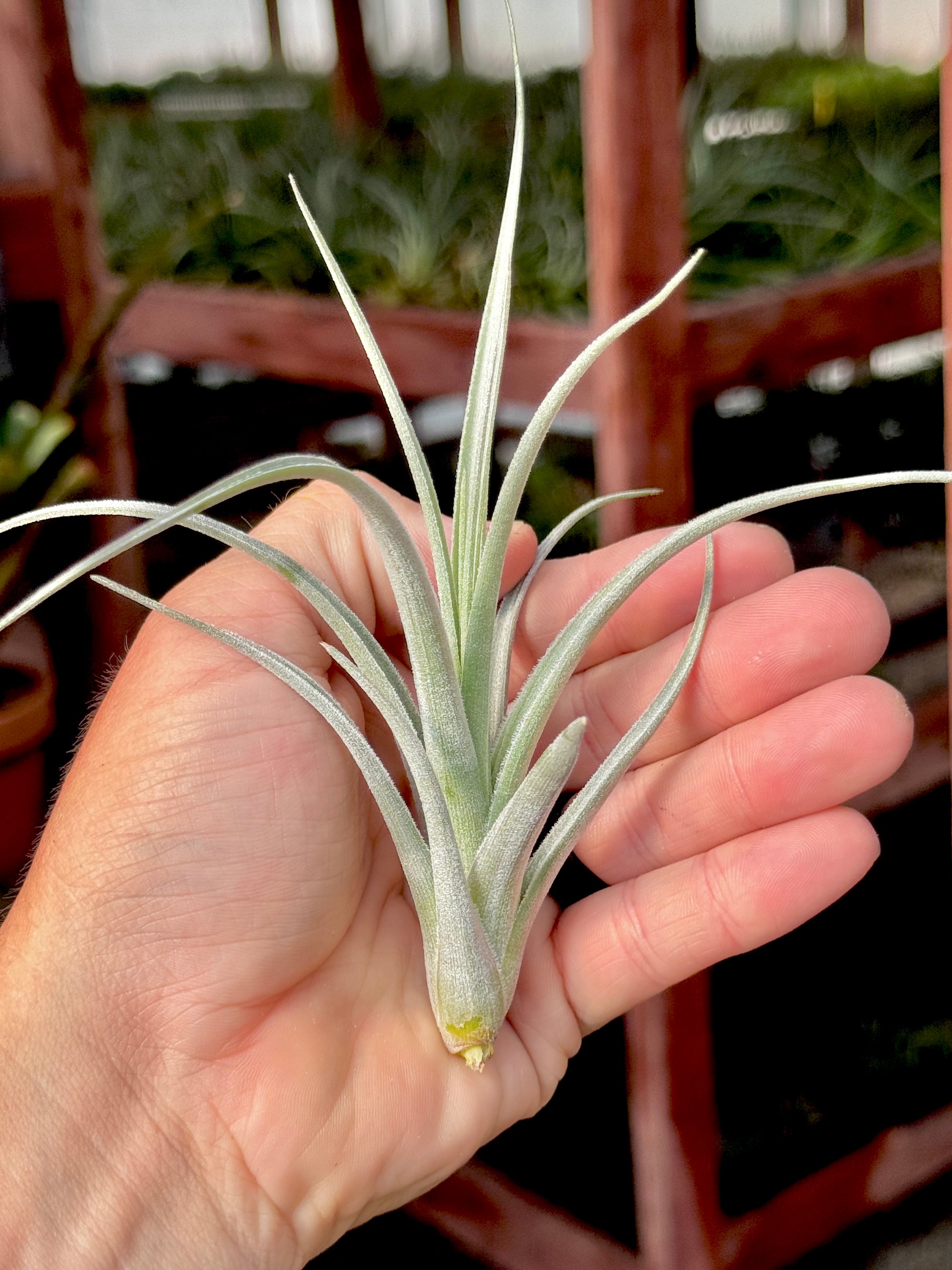 Lorentziana Giant Form – Air Plant Hub