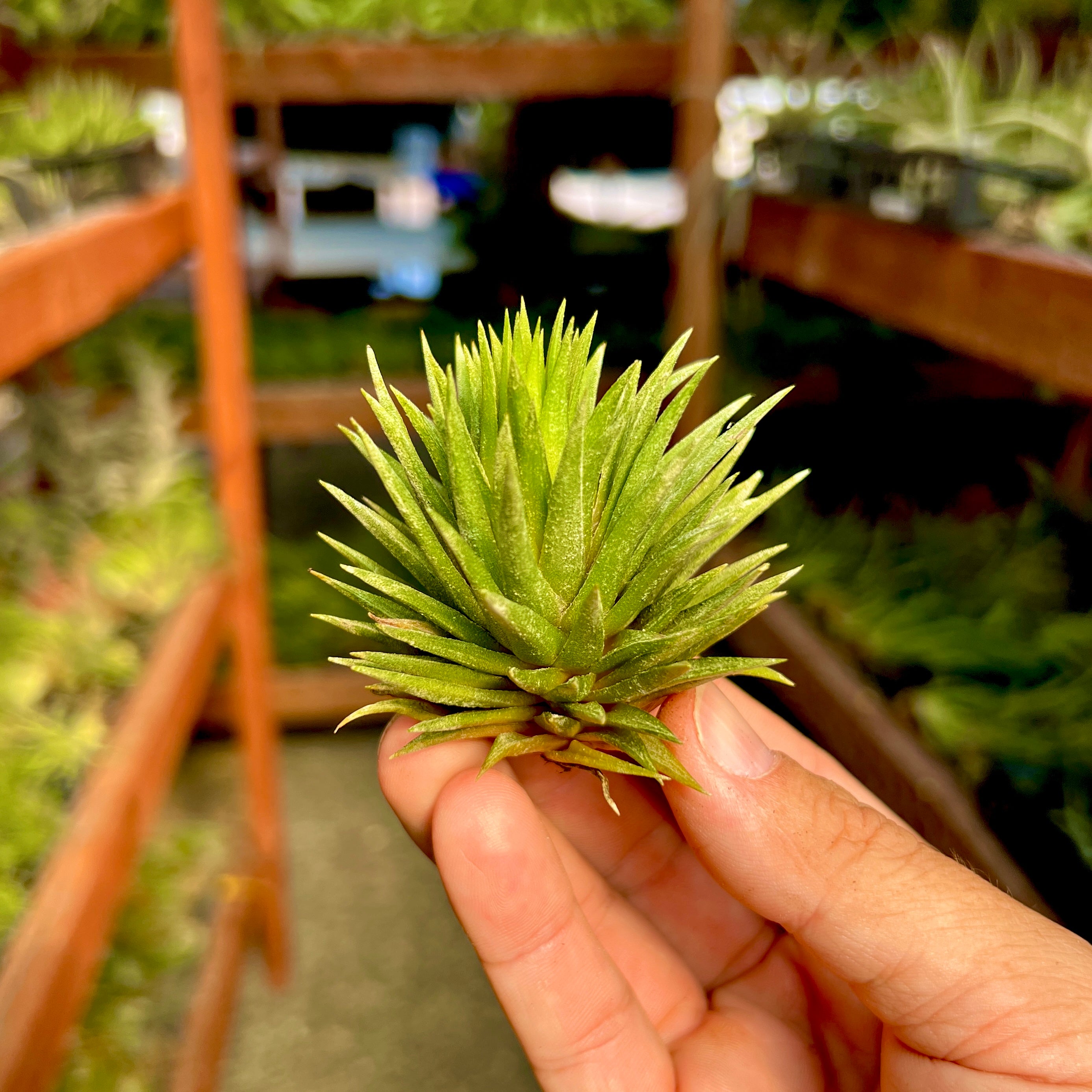 IMG_5674.jpg?v=1732941269&