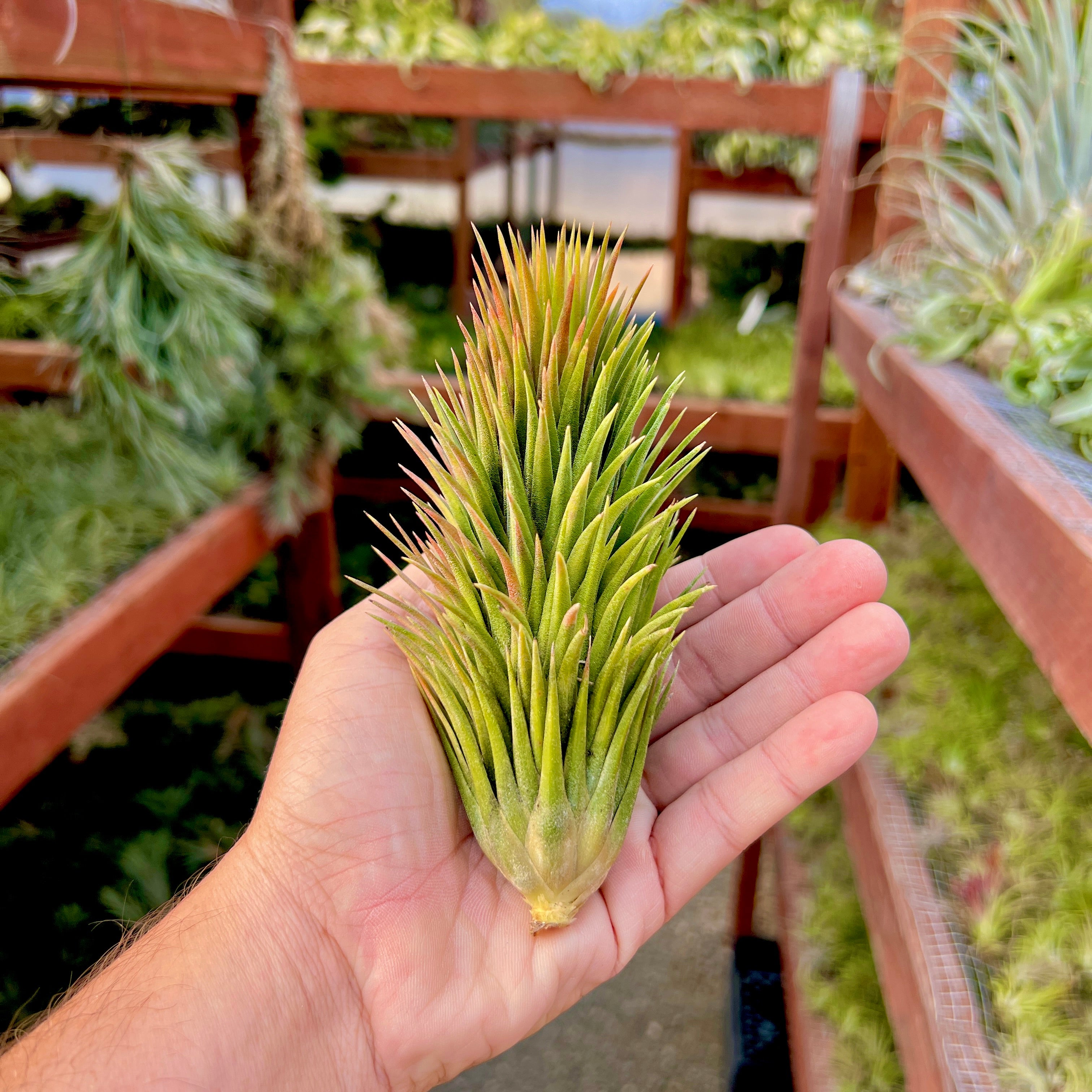 Tillandsia Ionantha Fuego Totem Pole 速達 Tillandsia Ionantha Fuego Totem Pole 速達