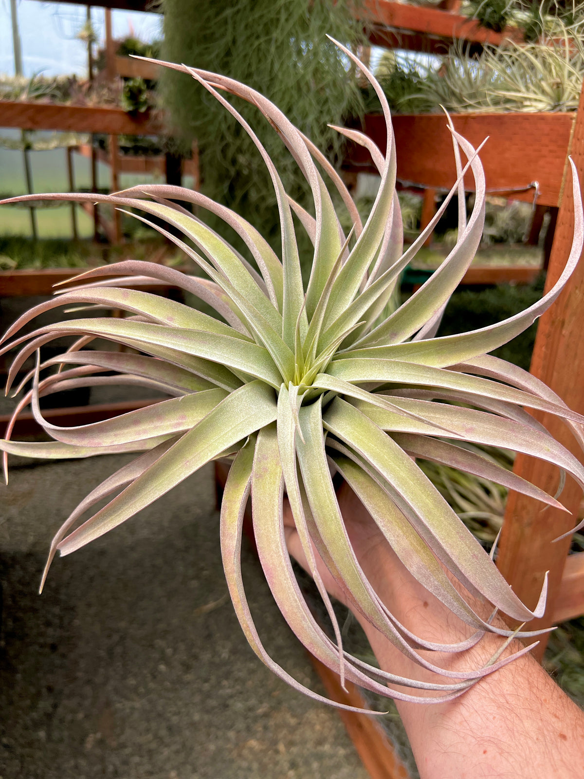 capitata peach air plant Capitata Peach (Easy Care) – Air Plant Hub