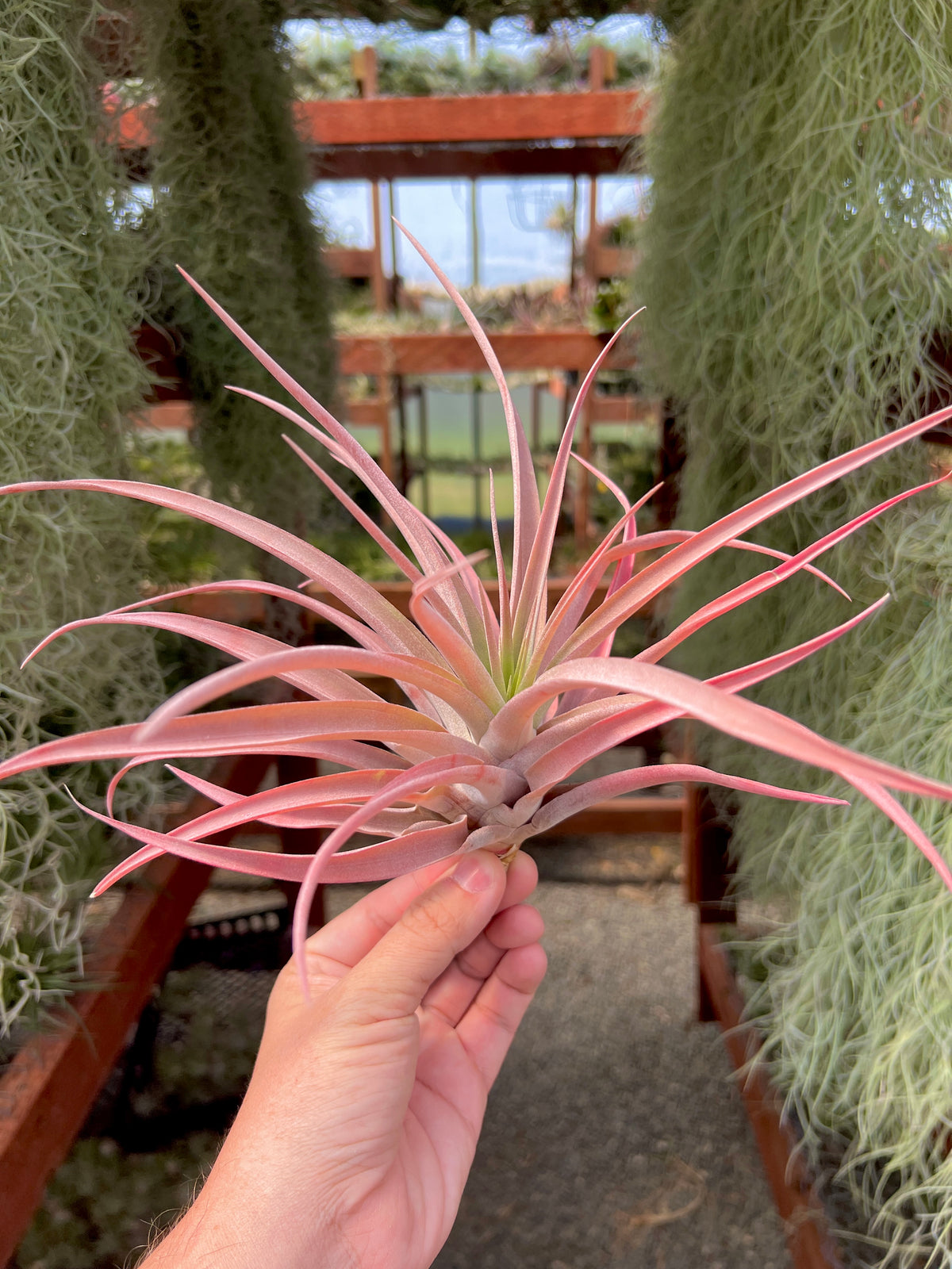 Capitata Peach <br> (Easy Care)
