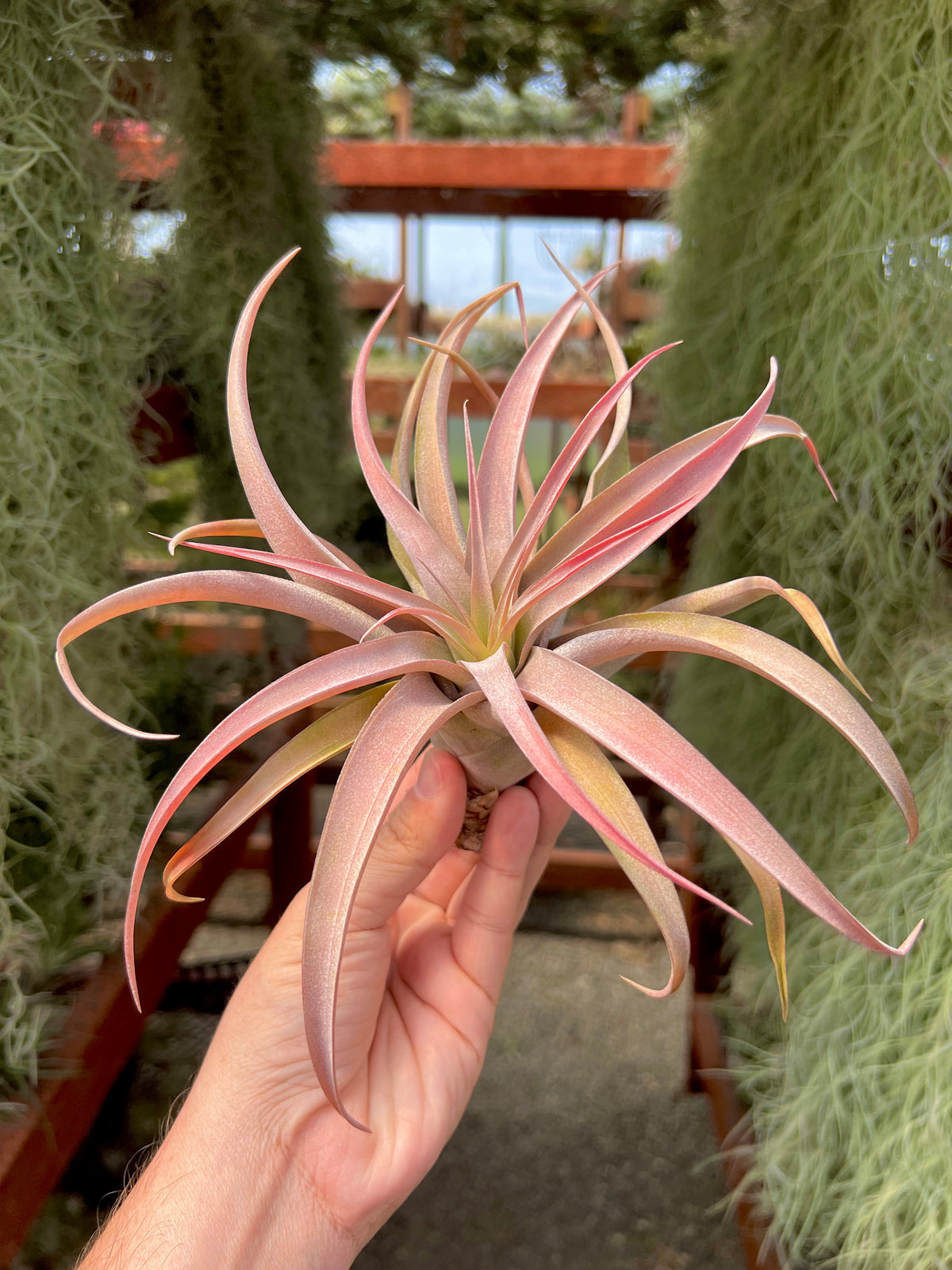 Capitata Peach <br> (Easy Care)