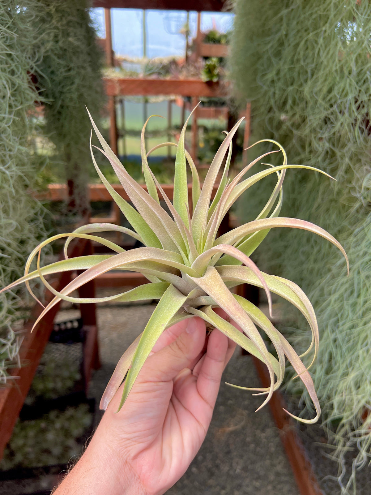 Capitata Peach <br> (Easy Care)
