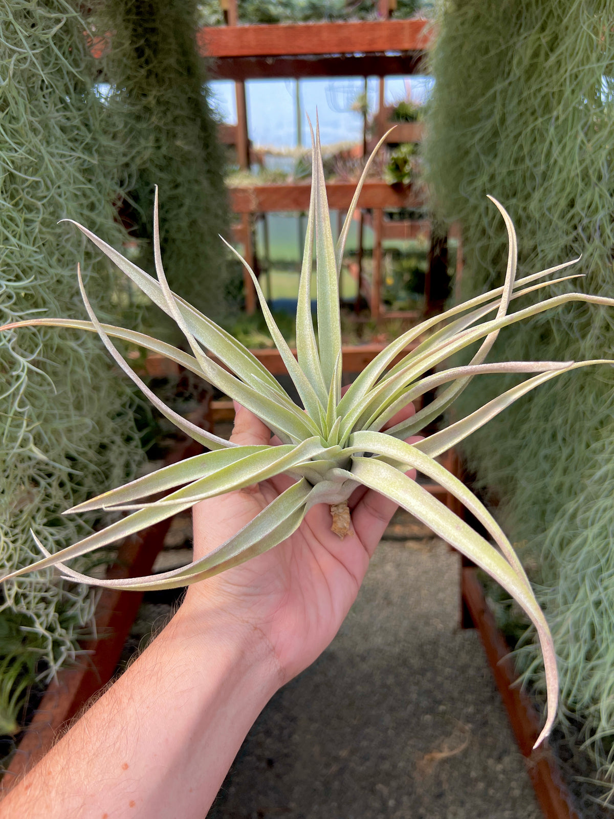 Capitata Peach <br> (Easy Care)