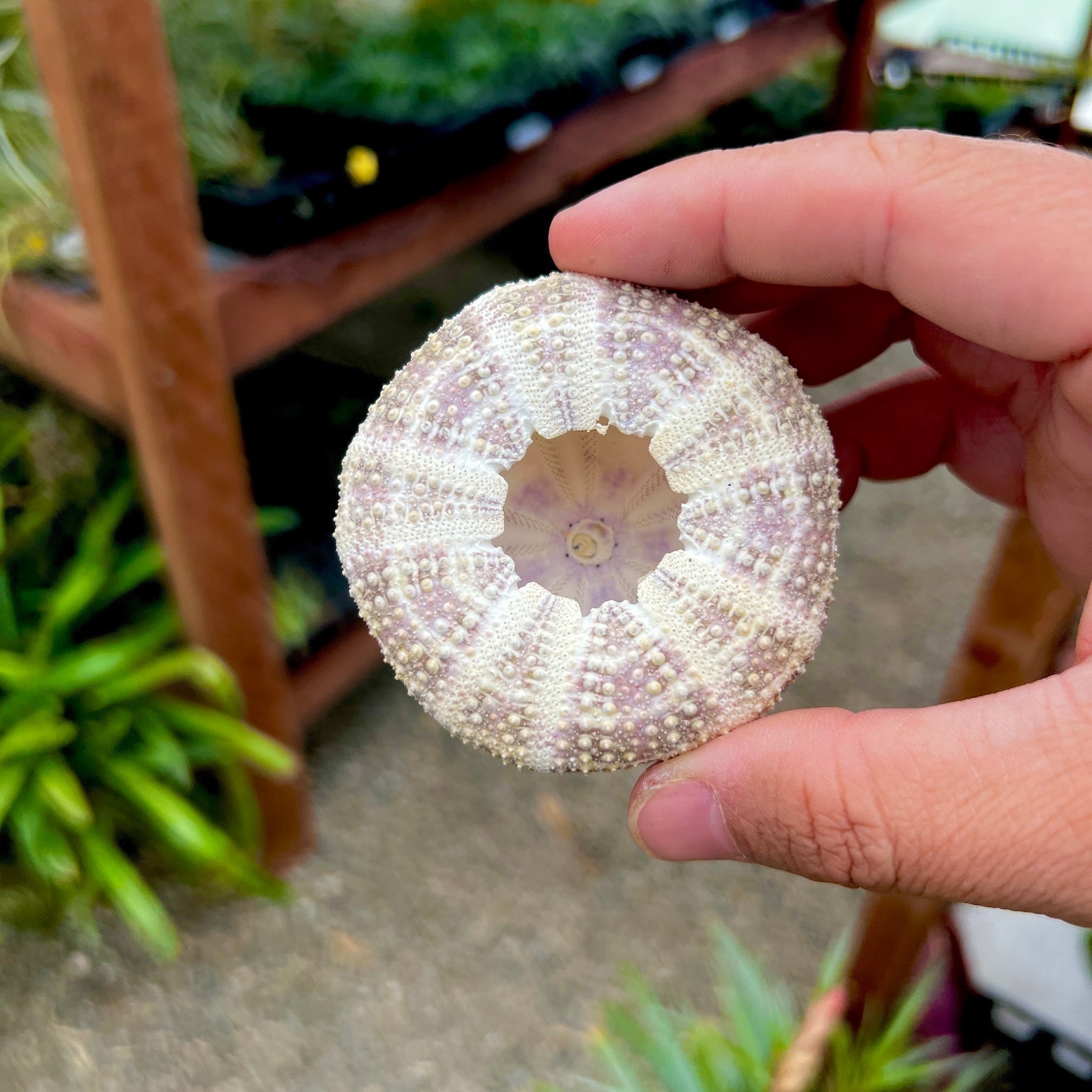 Gator Sea Urchin Shell (Large)