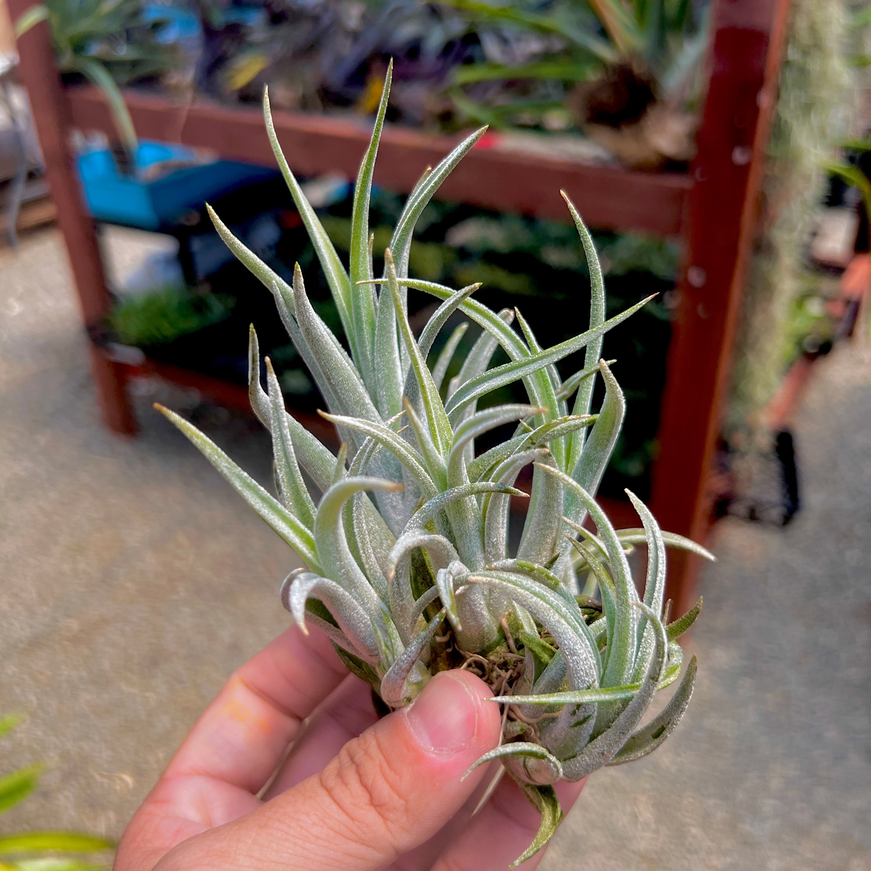 Tillandsia pueblensis air plant clumping plant for sale