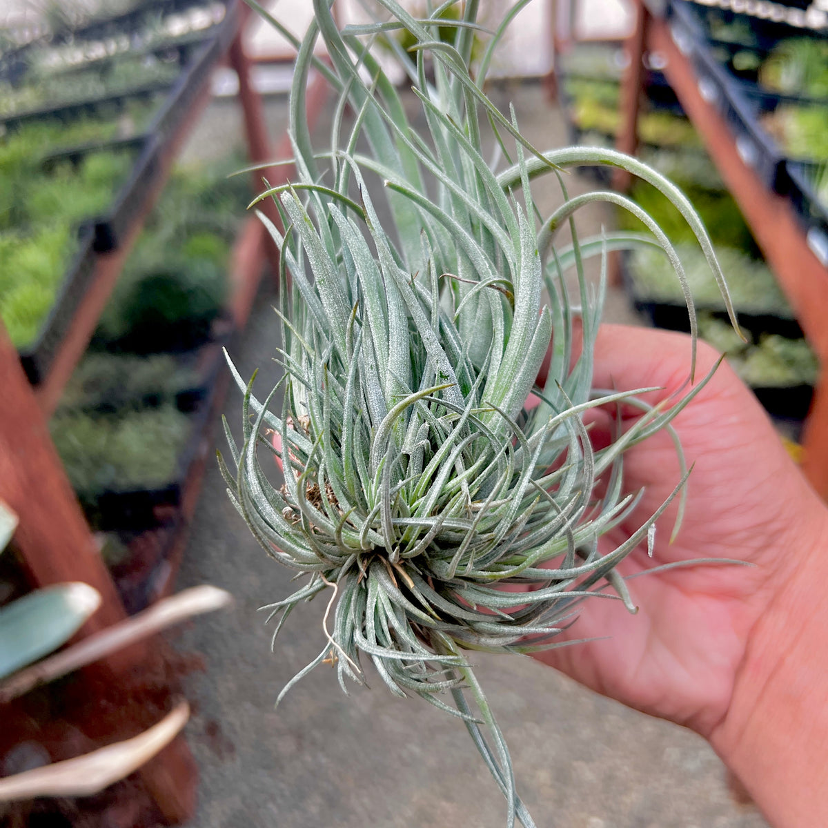 leonamiana air plant Lorentziana Clump – Air Plant Hub