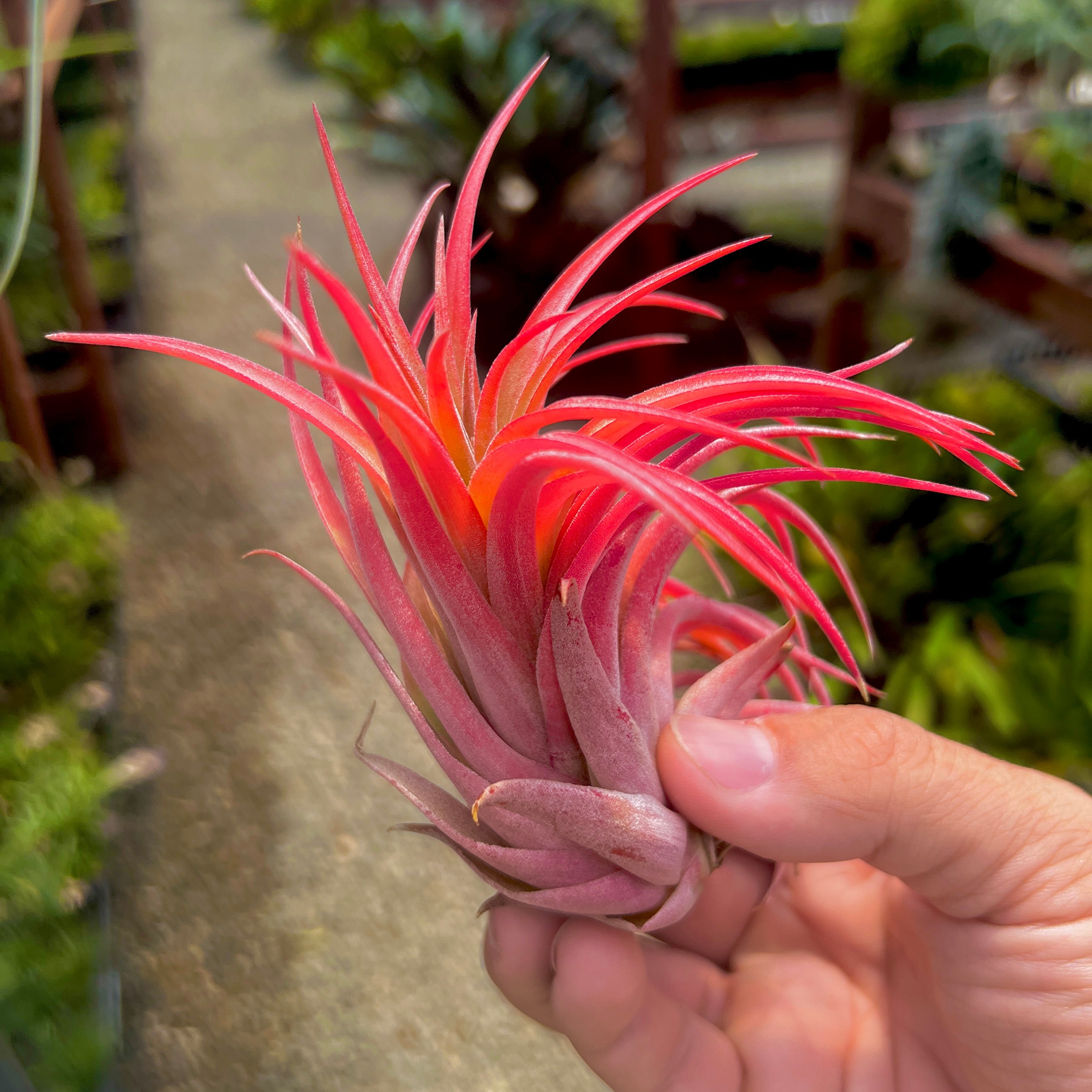 Tillandsia Ionantha Rubra x Scaposa Rare Hybrid Air Plant For Sale