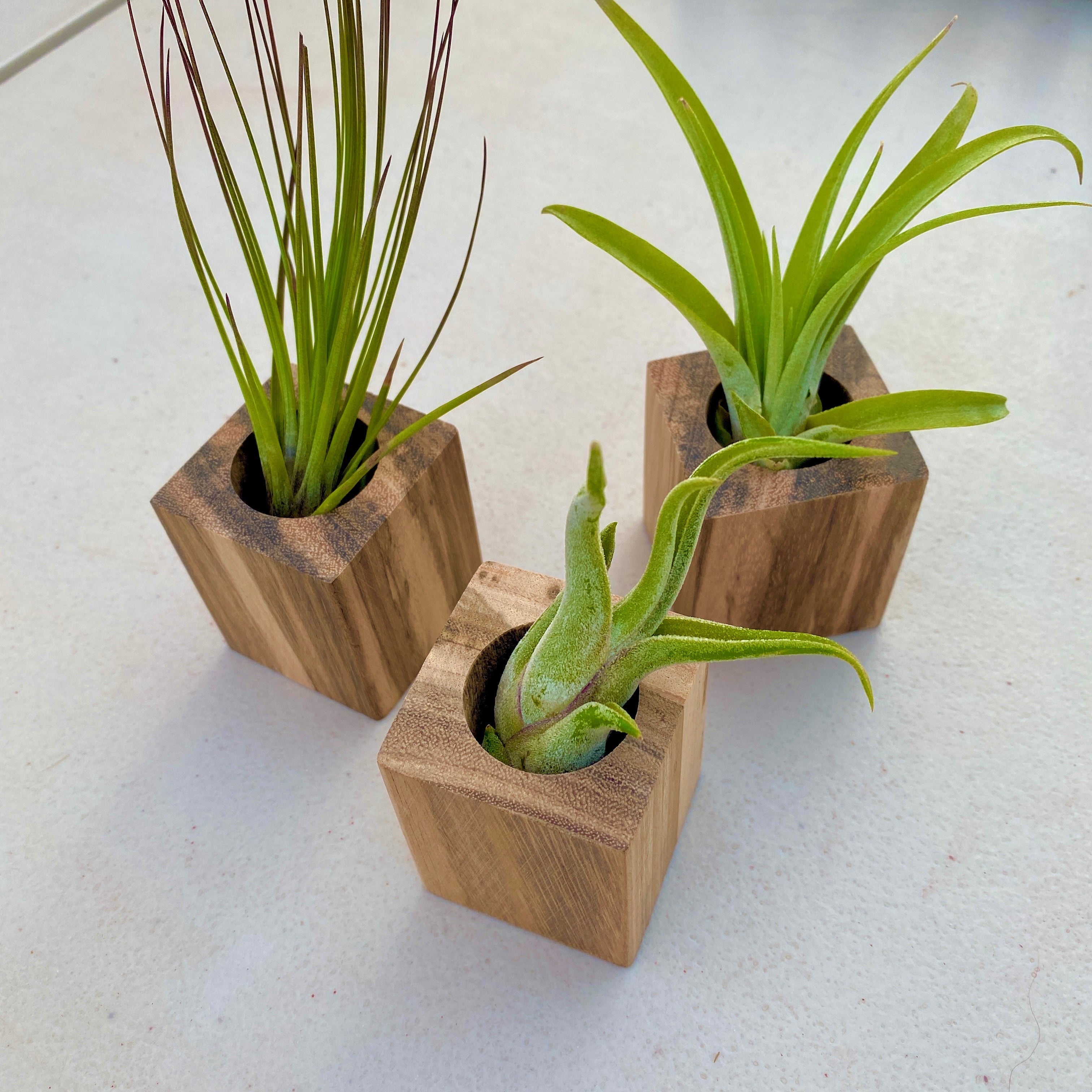 3 Pack Handcrafted Zebra Wood Square Air Plant Holder With Plants