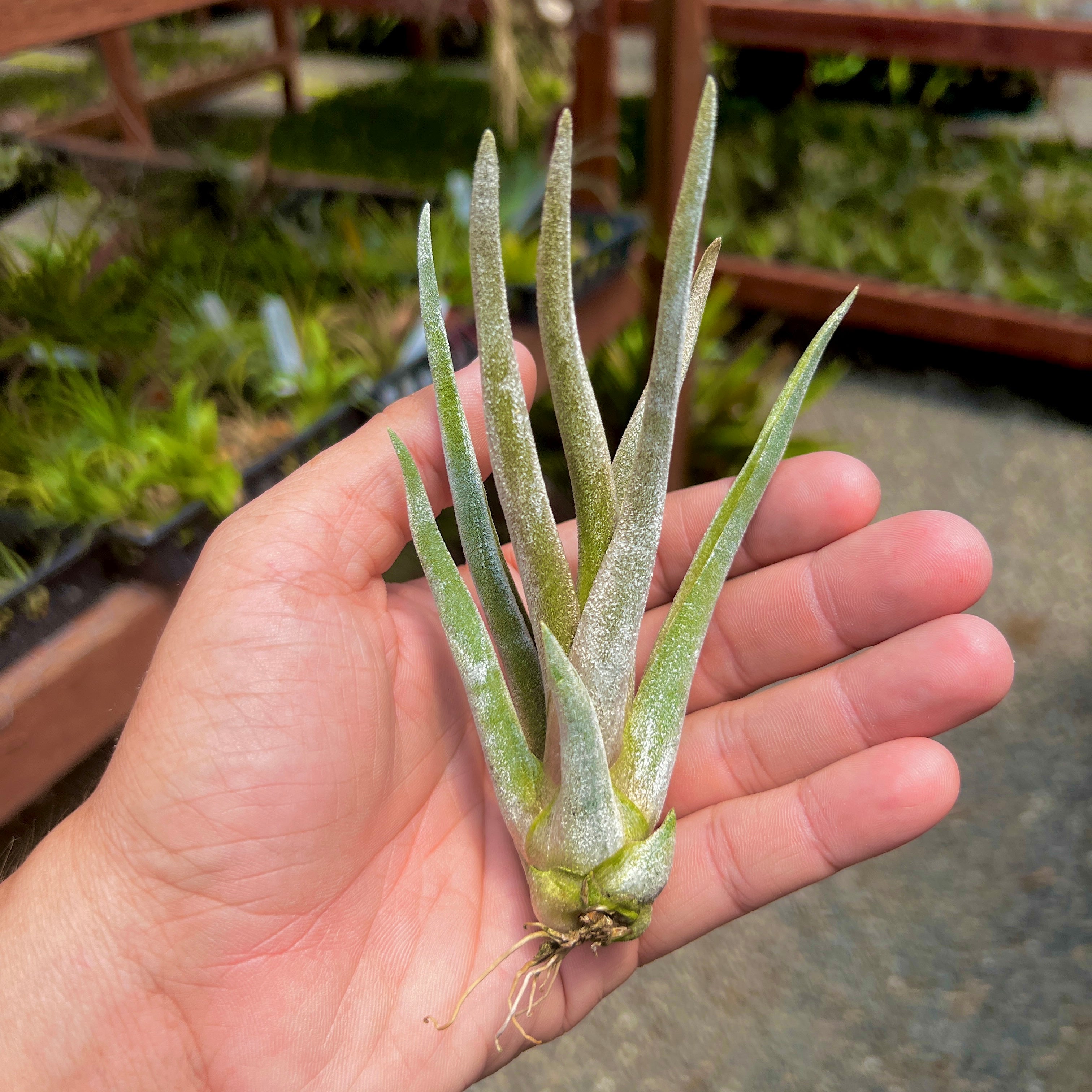 Tillandsia Caput White Dwarf Rare Air Plant Cultivar