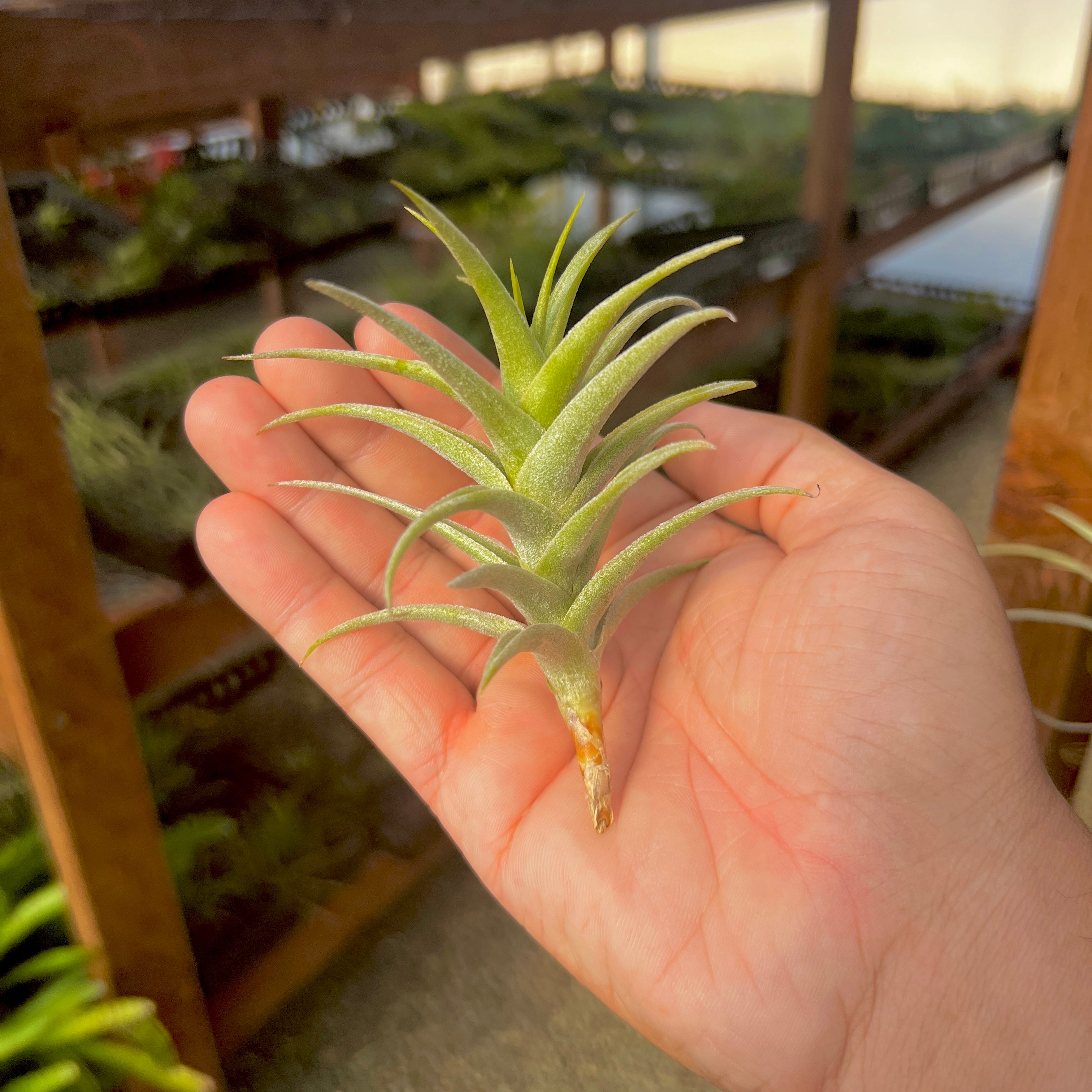 Tillandsia purpurea air plant symmetrical trichome dense houseplant
