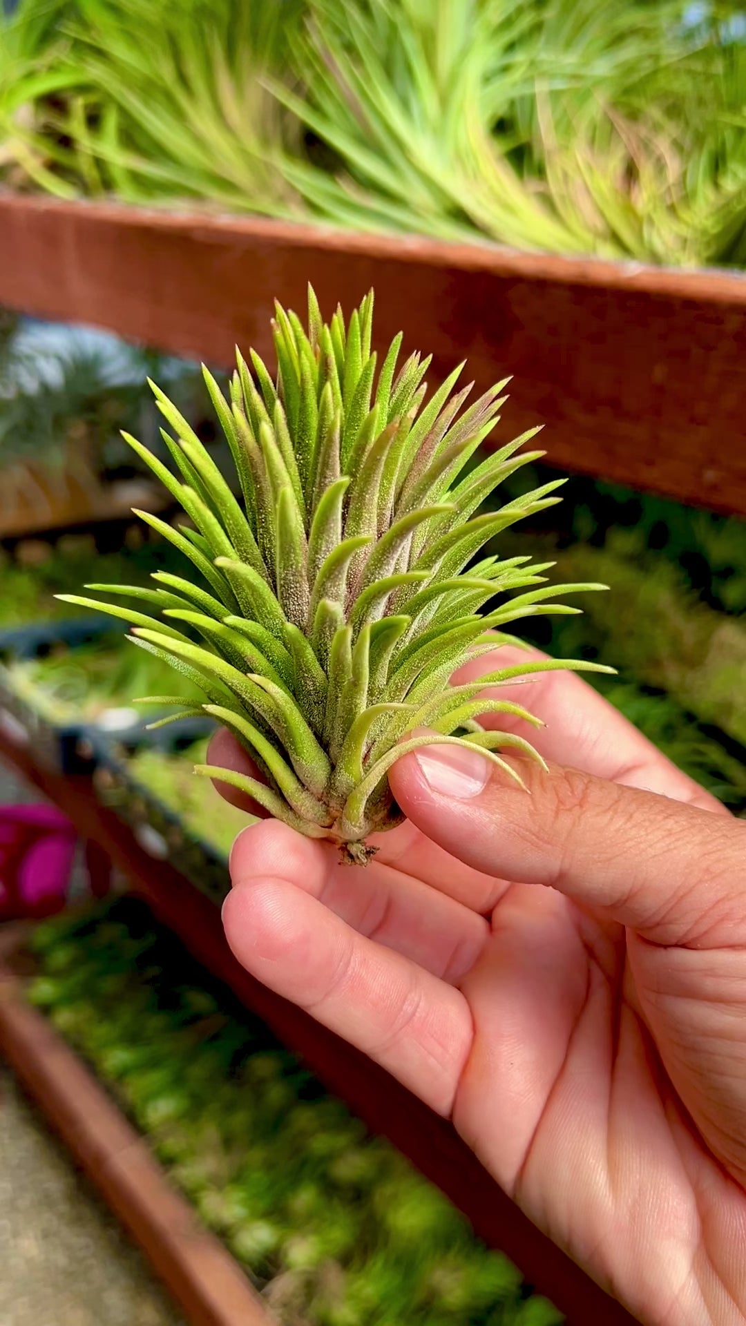 Ionantha 