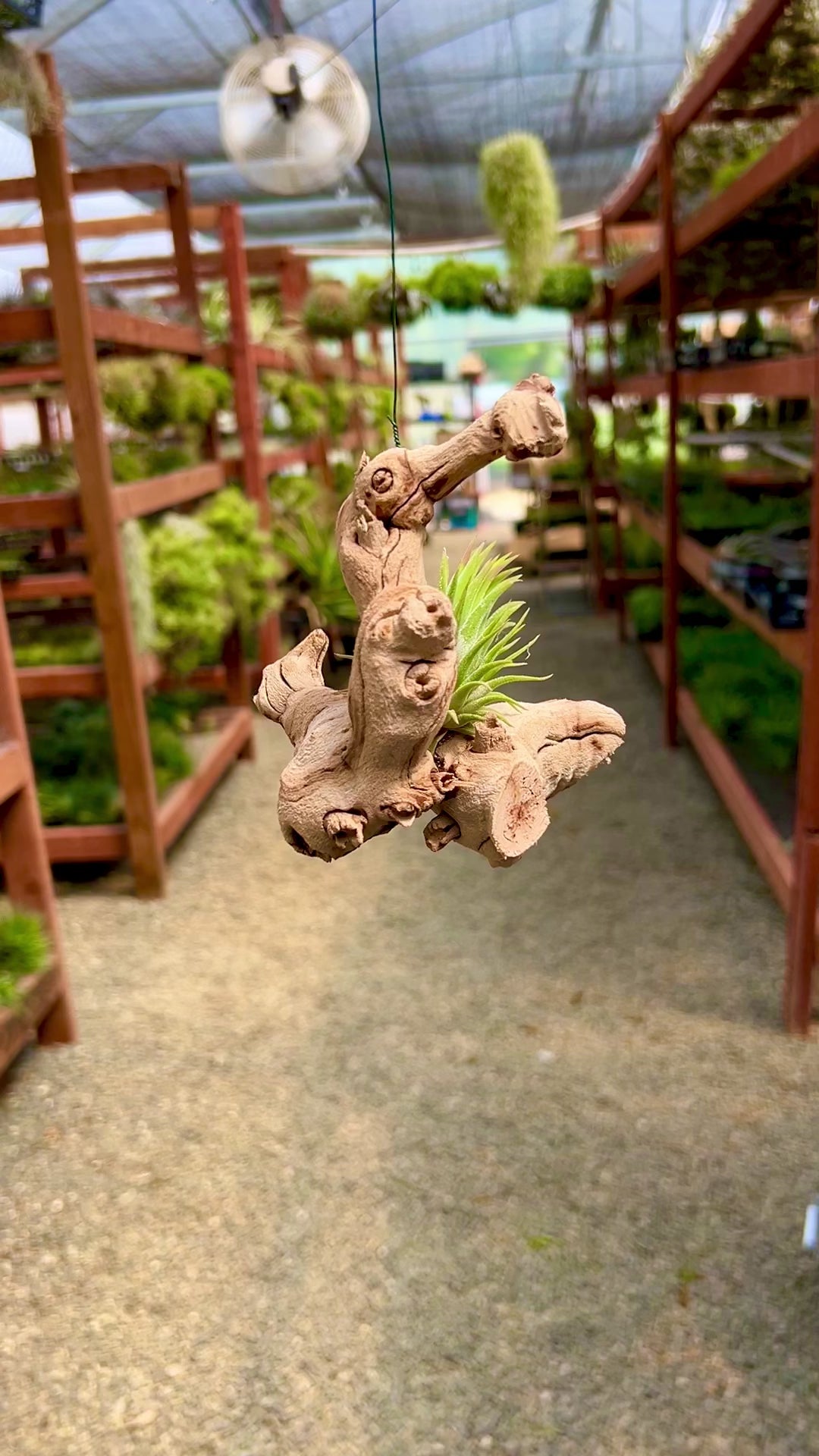 Hanging Grapewood Small Branch Air Plant Display – Air Plant Hub